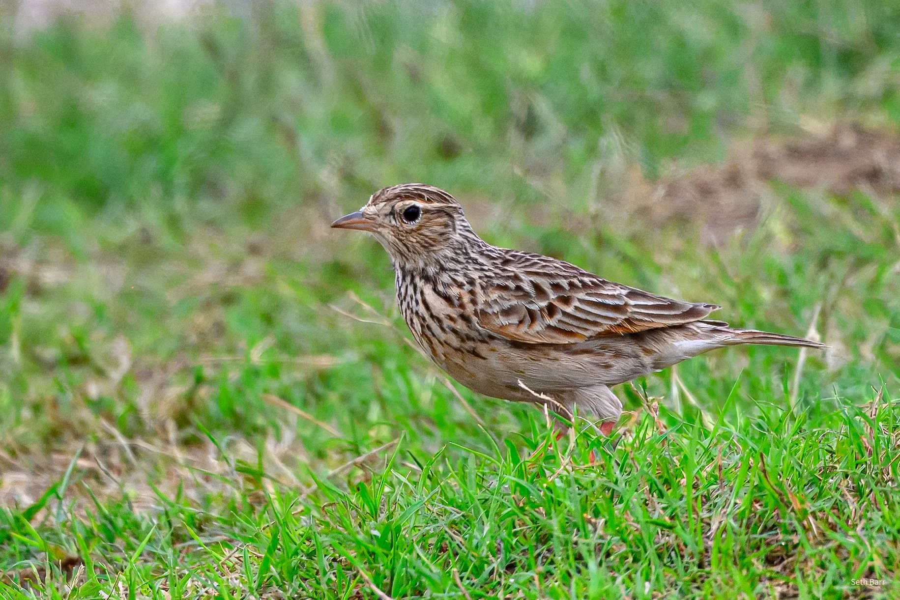Oriental Skylark