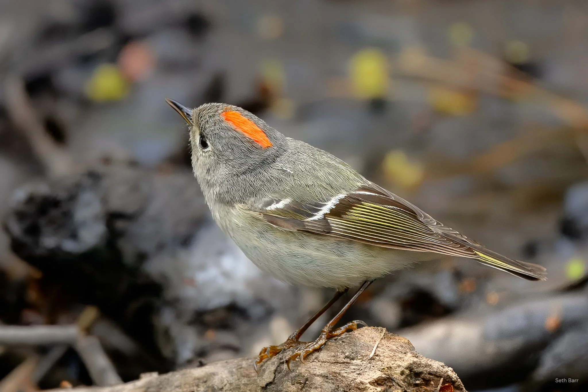 Ruby-Crowned Kinglet