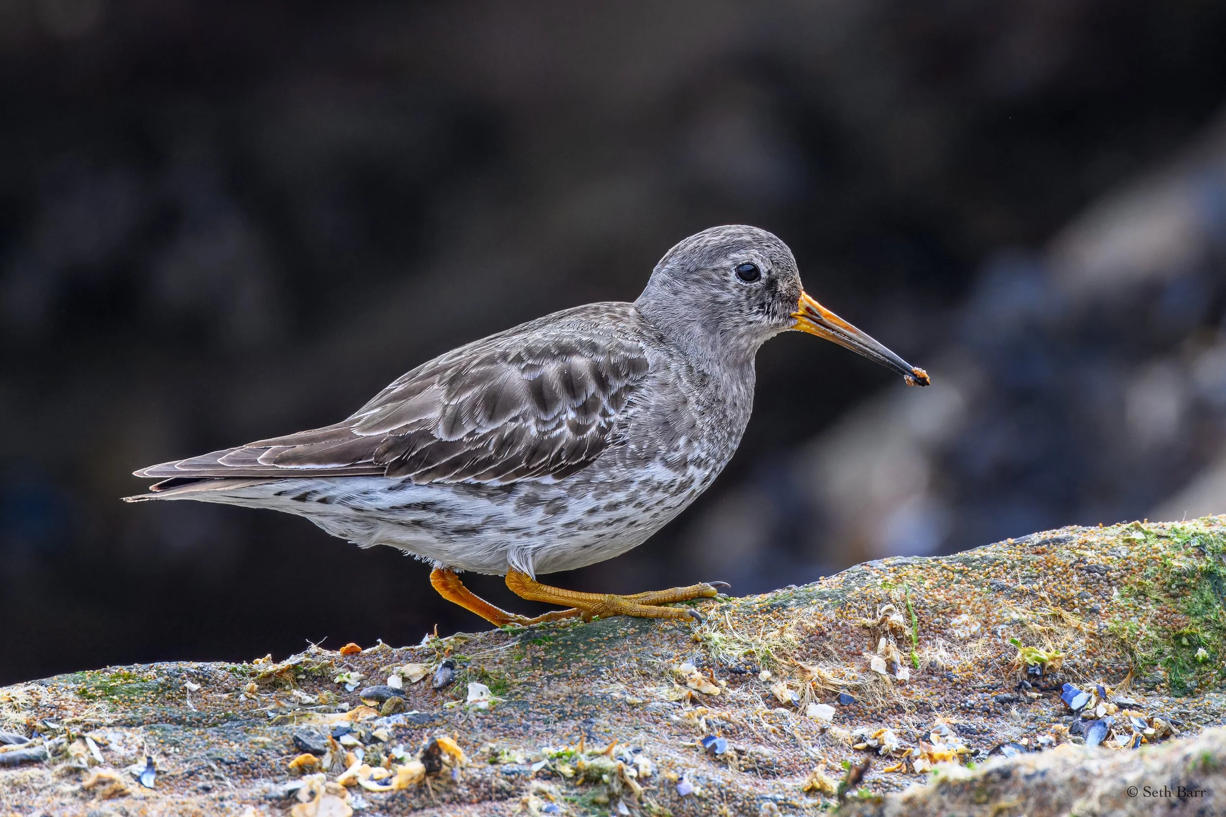 Purple Sandpiper