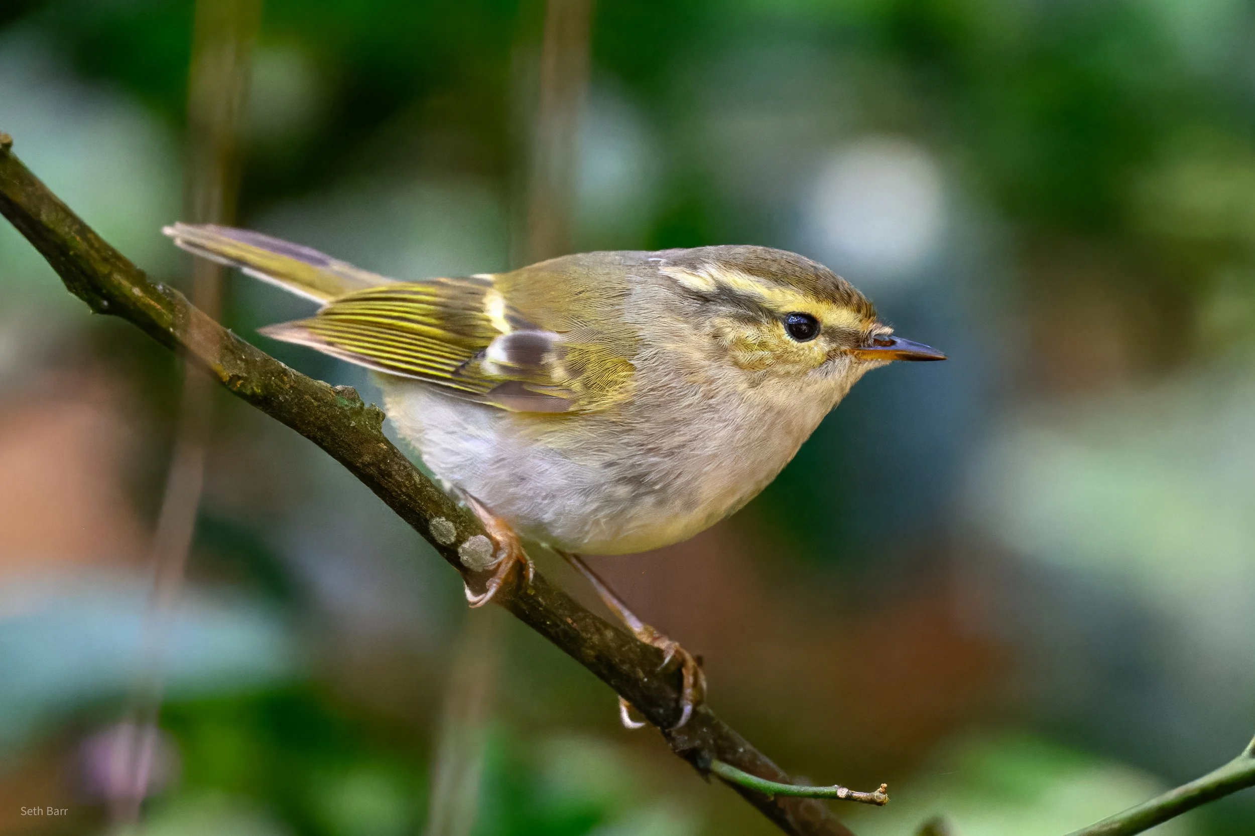Hume's Warbler
