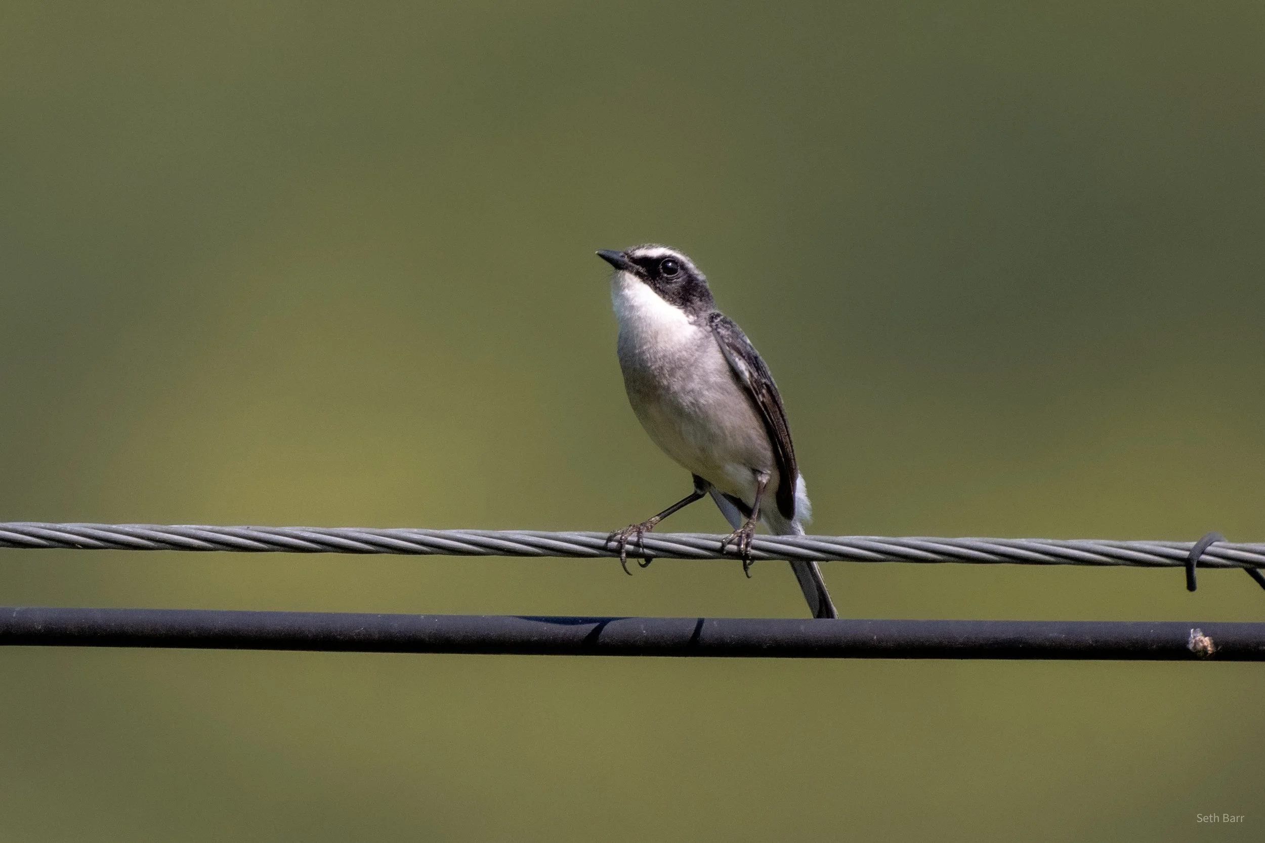 Gray Bushchat - Shaanxi Province