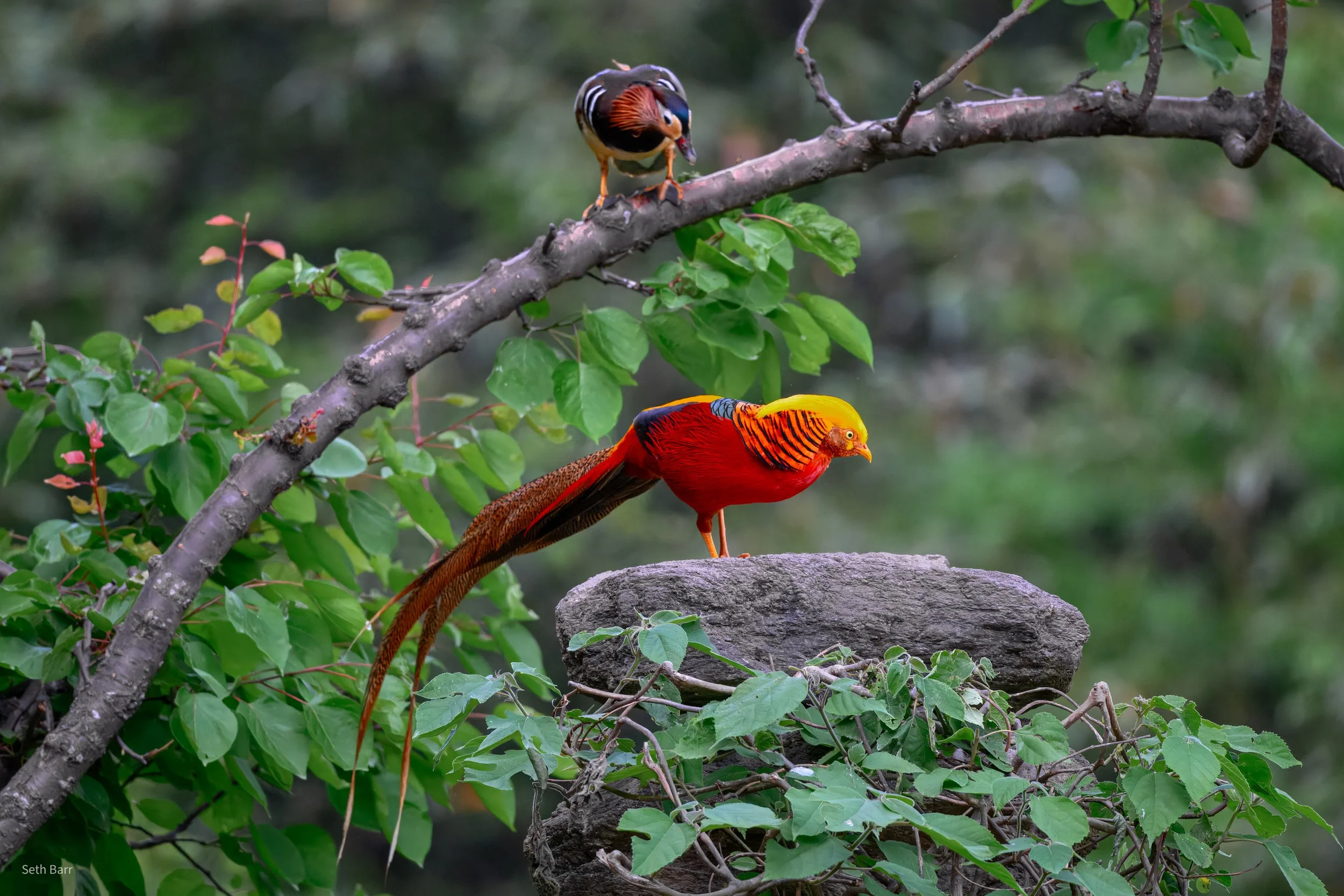 Golden Pheasant + Mandarin Duck - Shaanxi Province