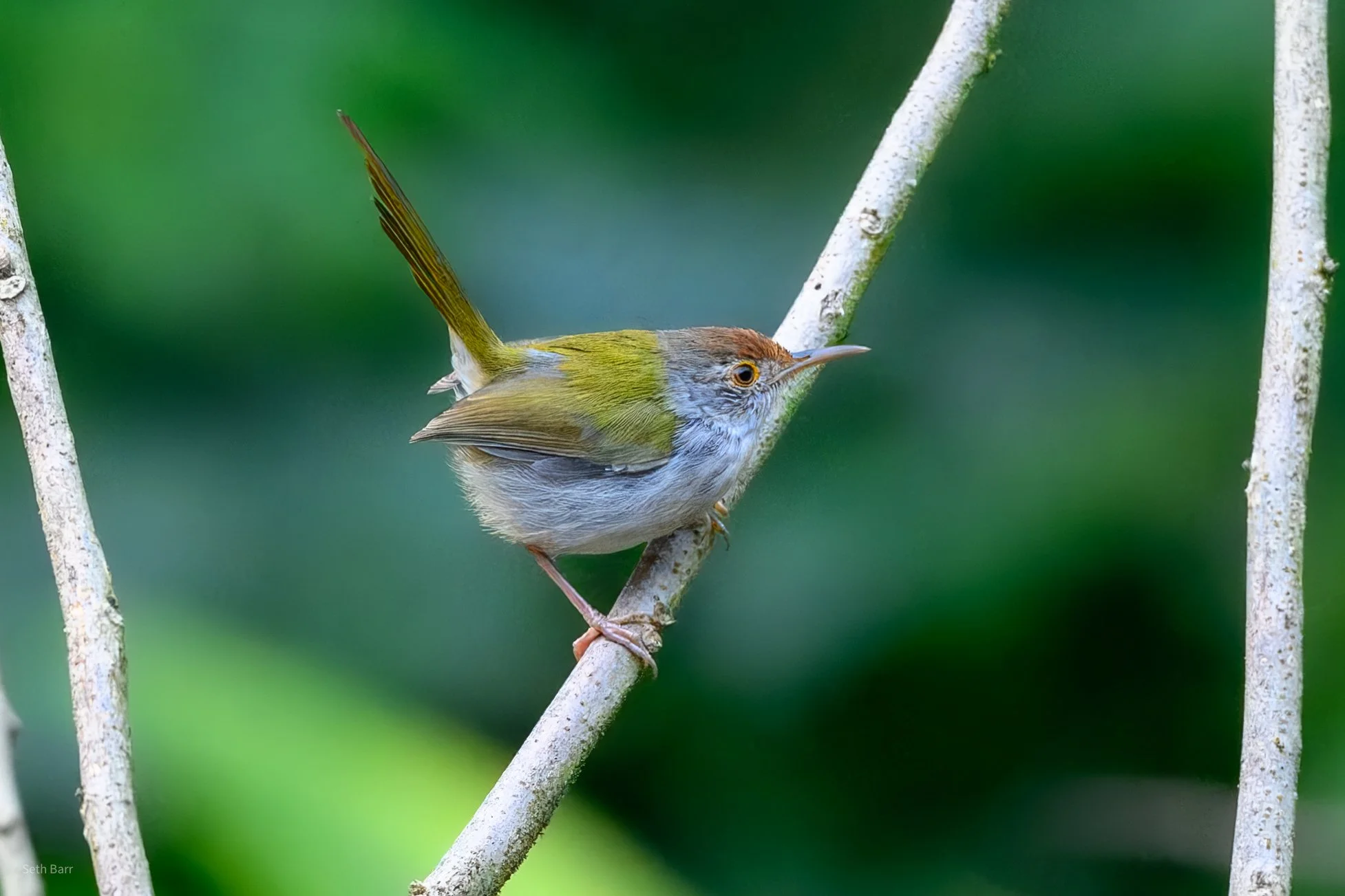 Common Tailorbird