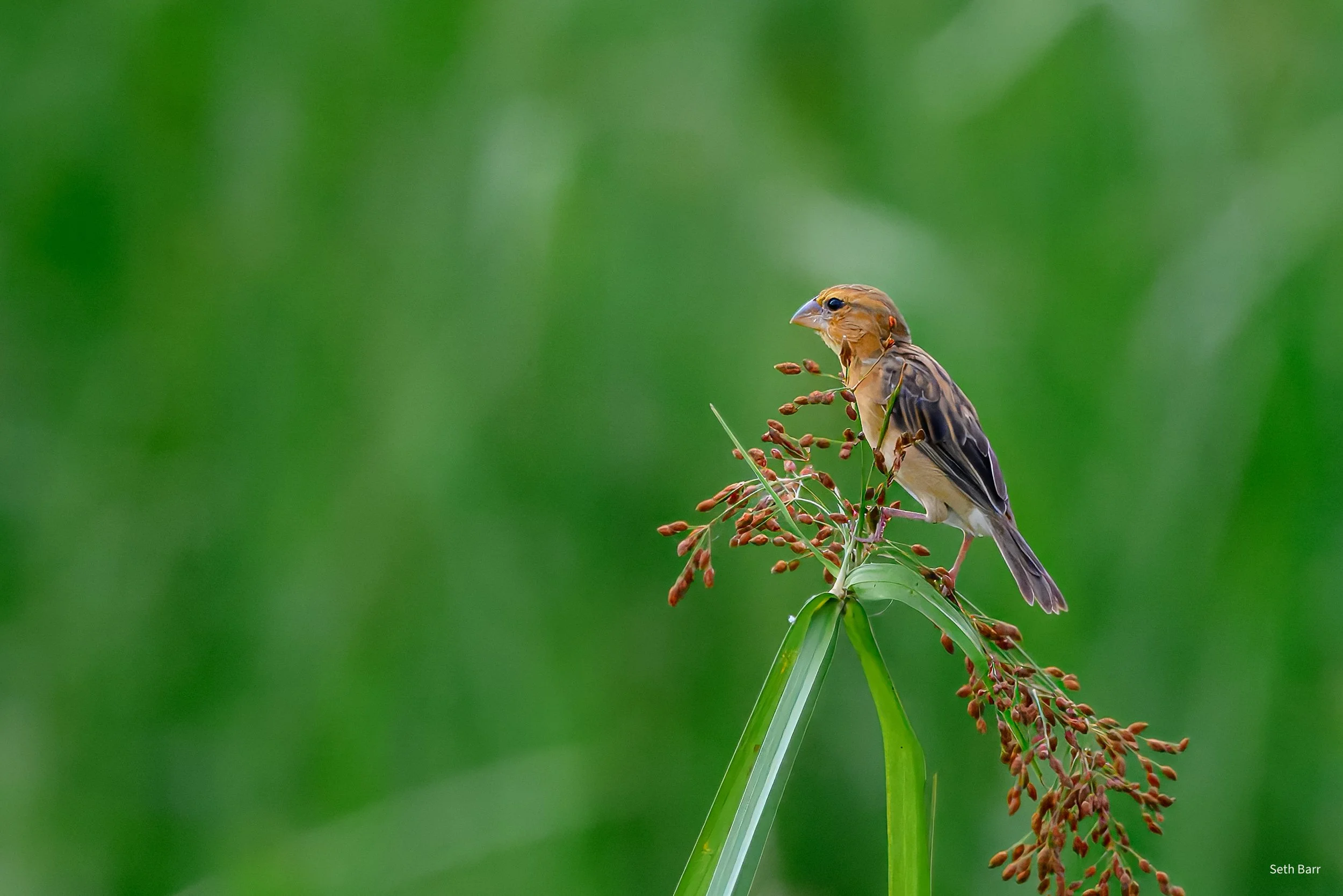 Asian Golden Weaver
