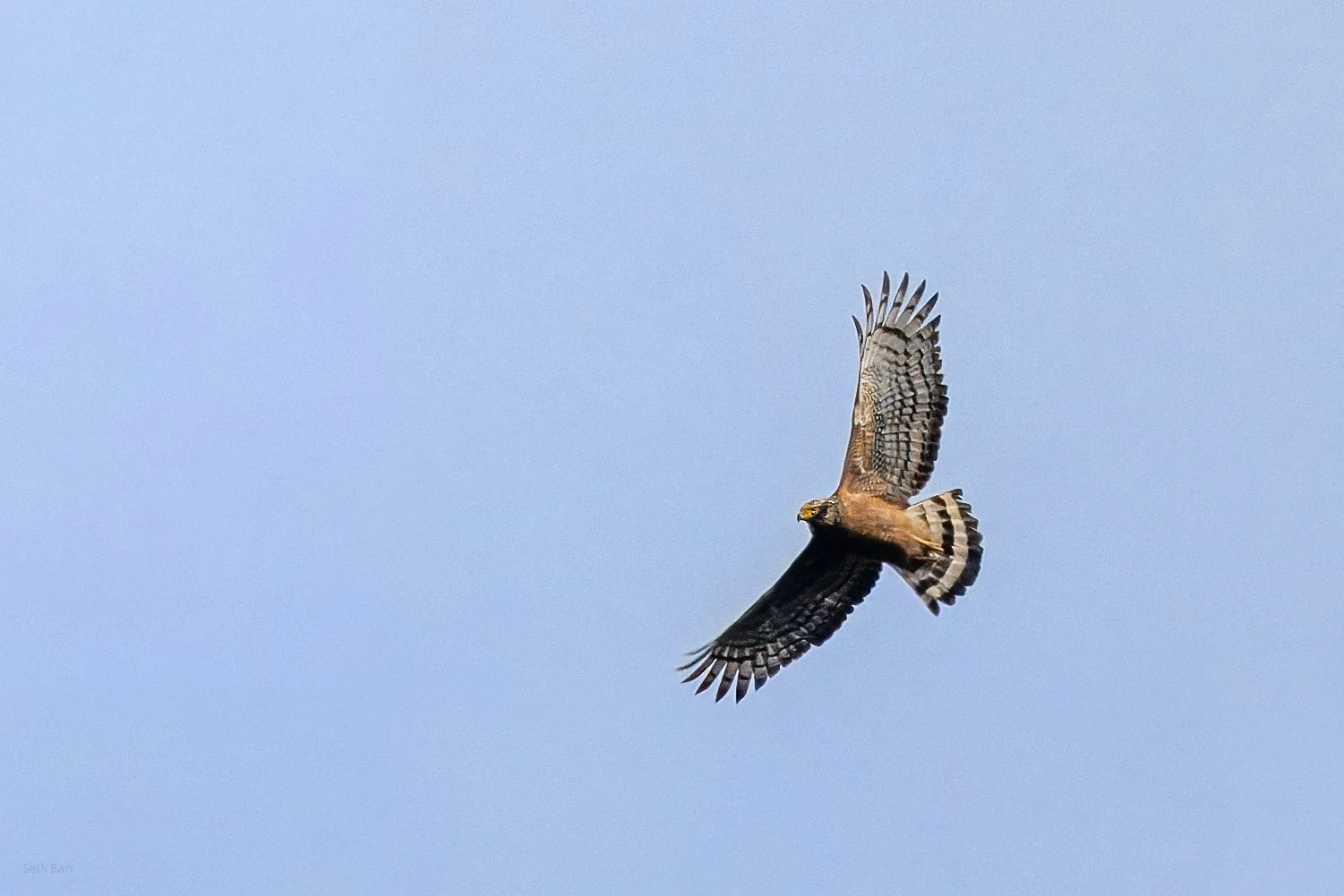 Crested Serpent Eagle