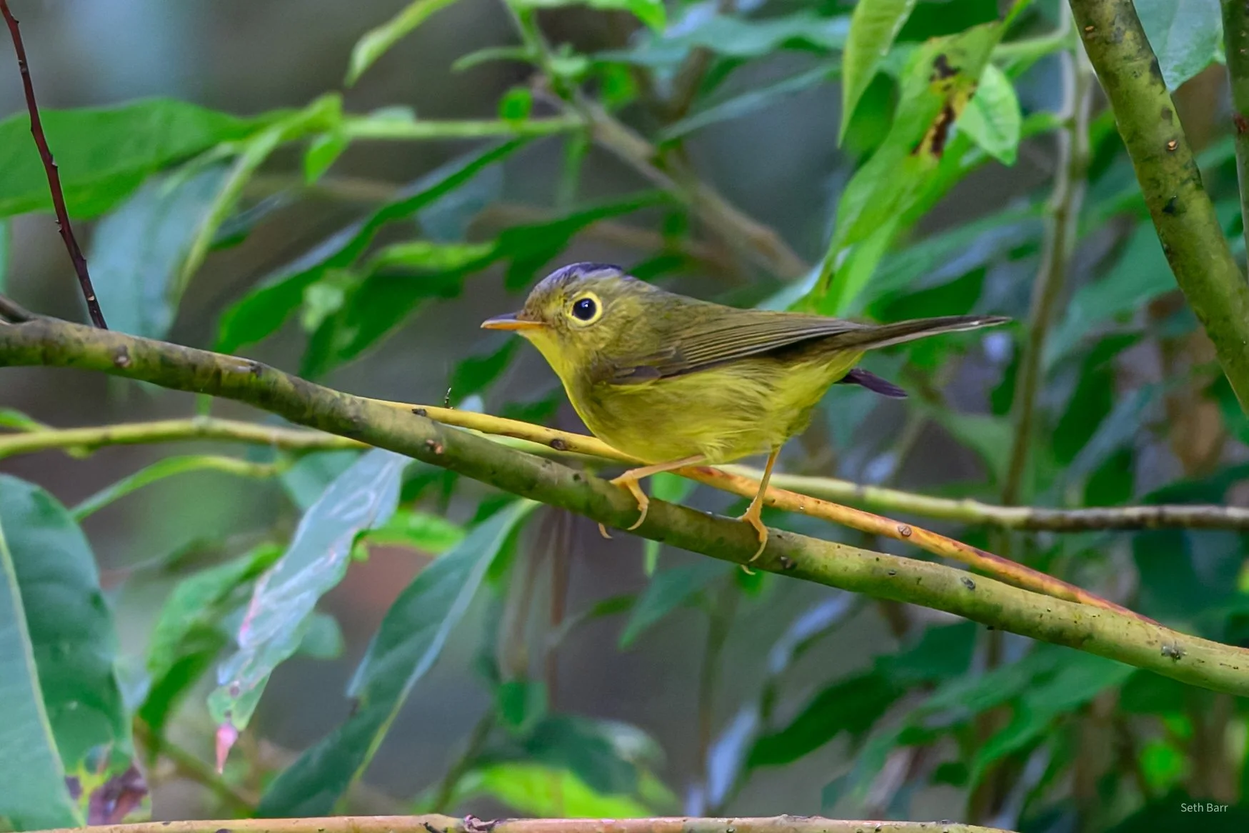 Bianci's Warbler