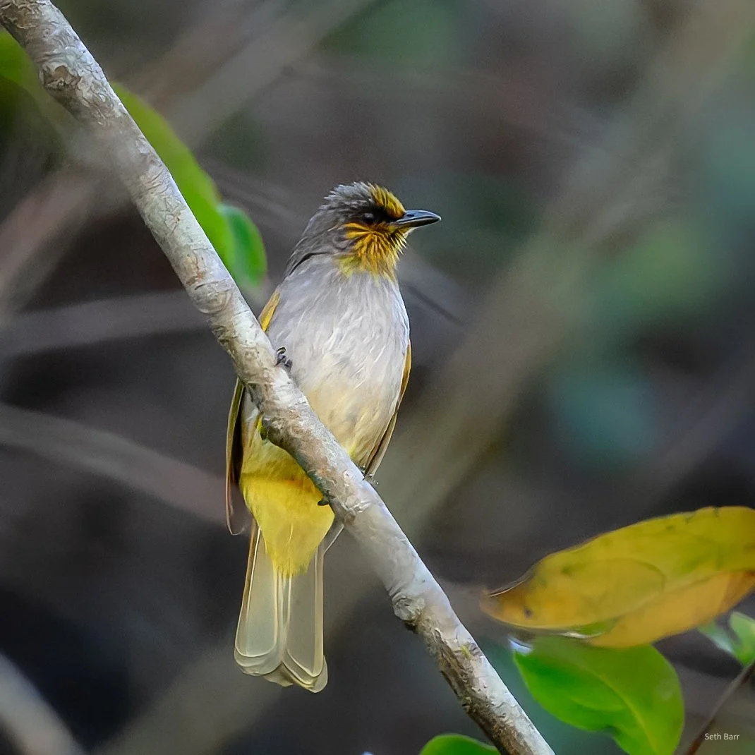 Stripe-Throated Bulbul