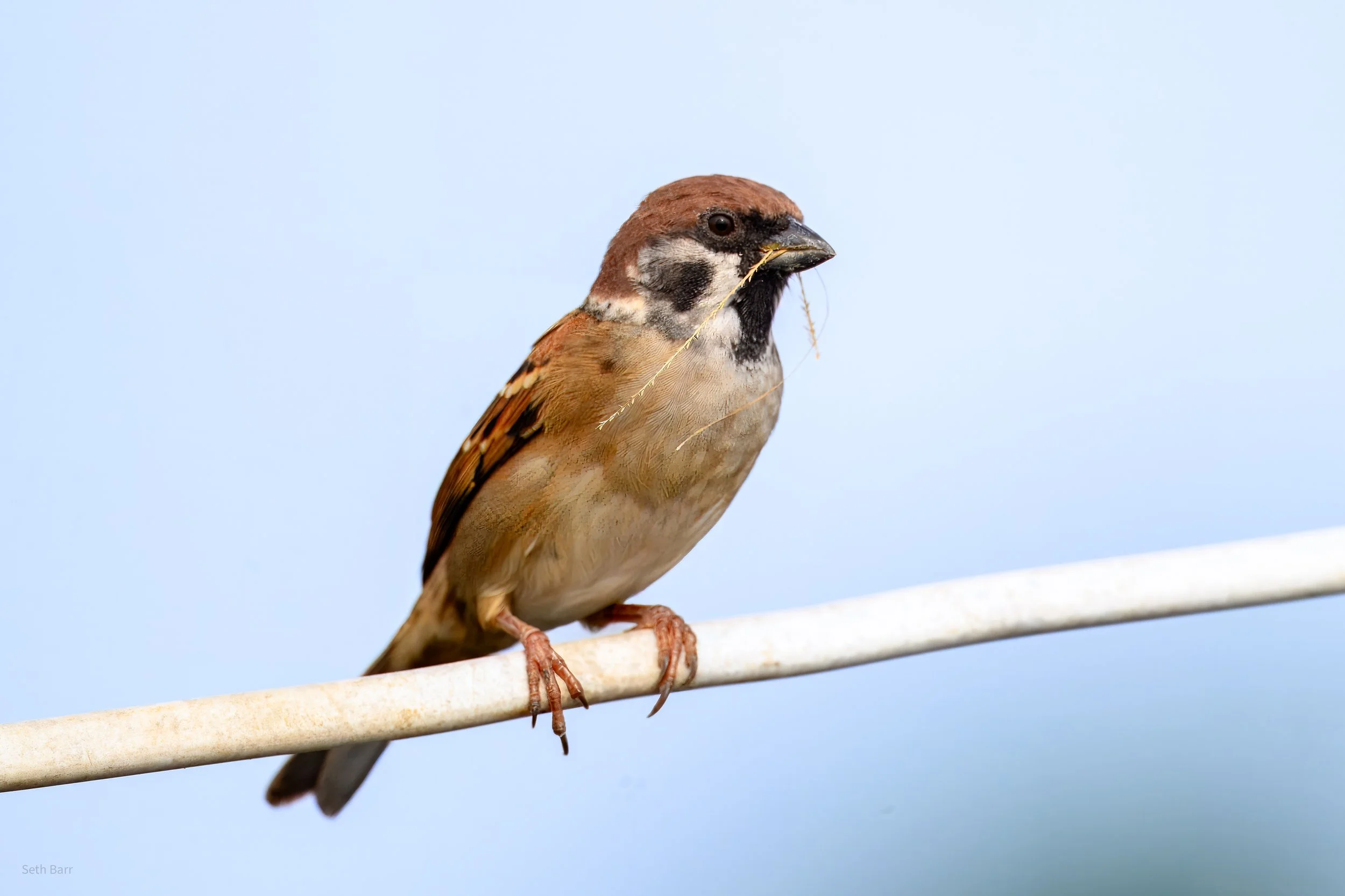 Eurasian Tree Sparrow