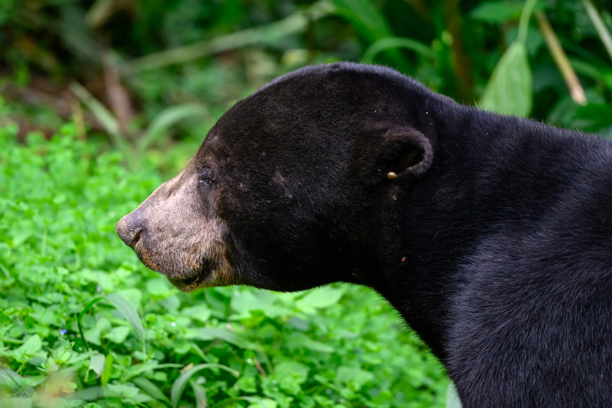 Sun Bear