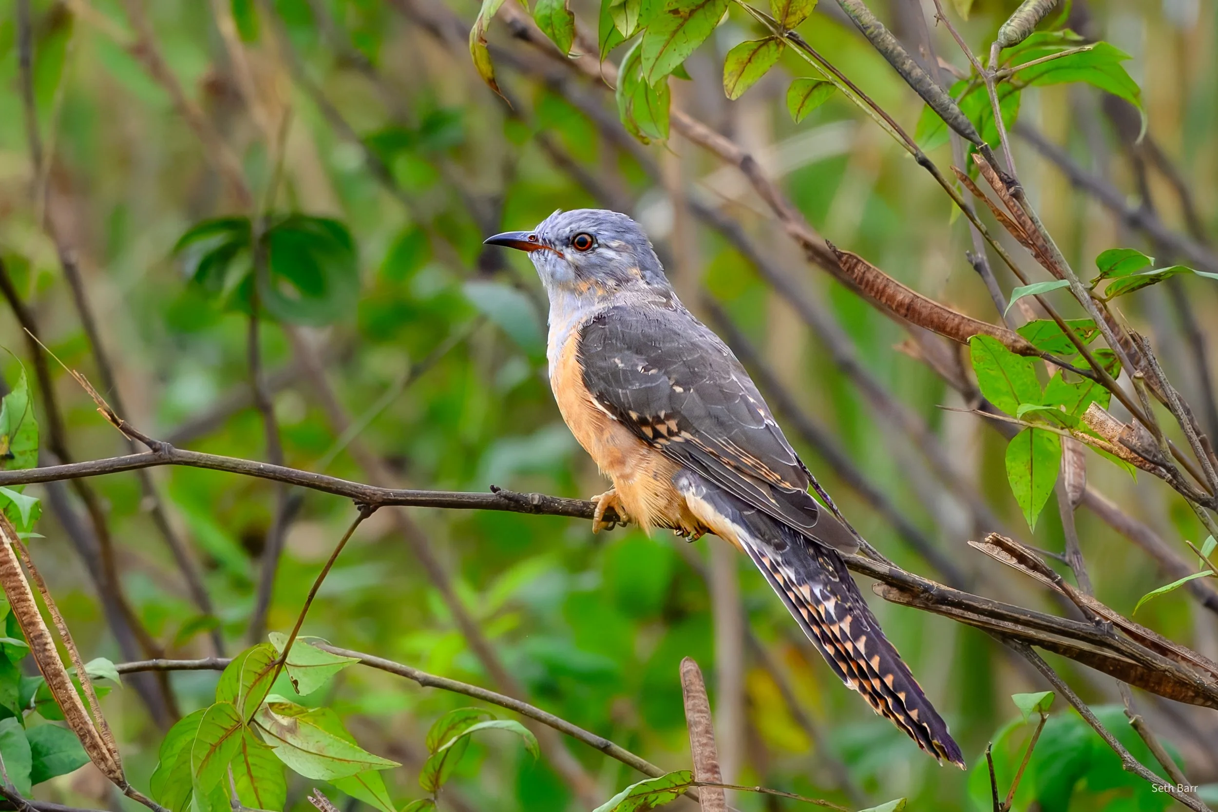 Plaintive Cuckoo