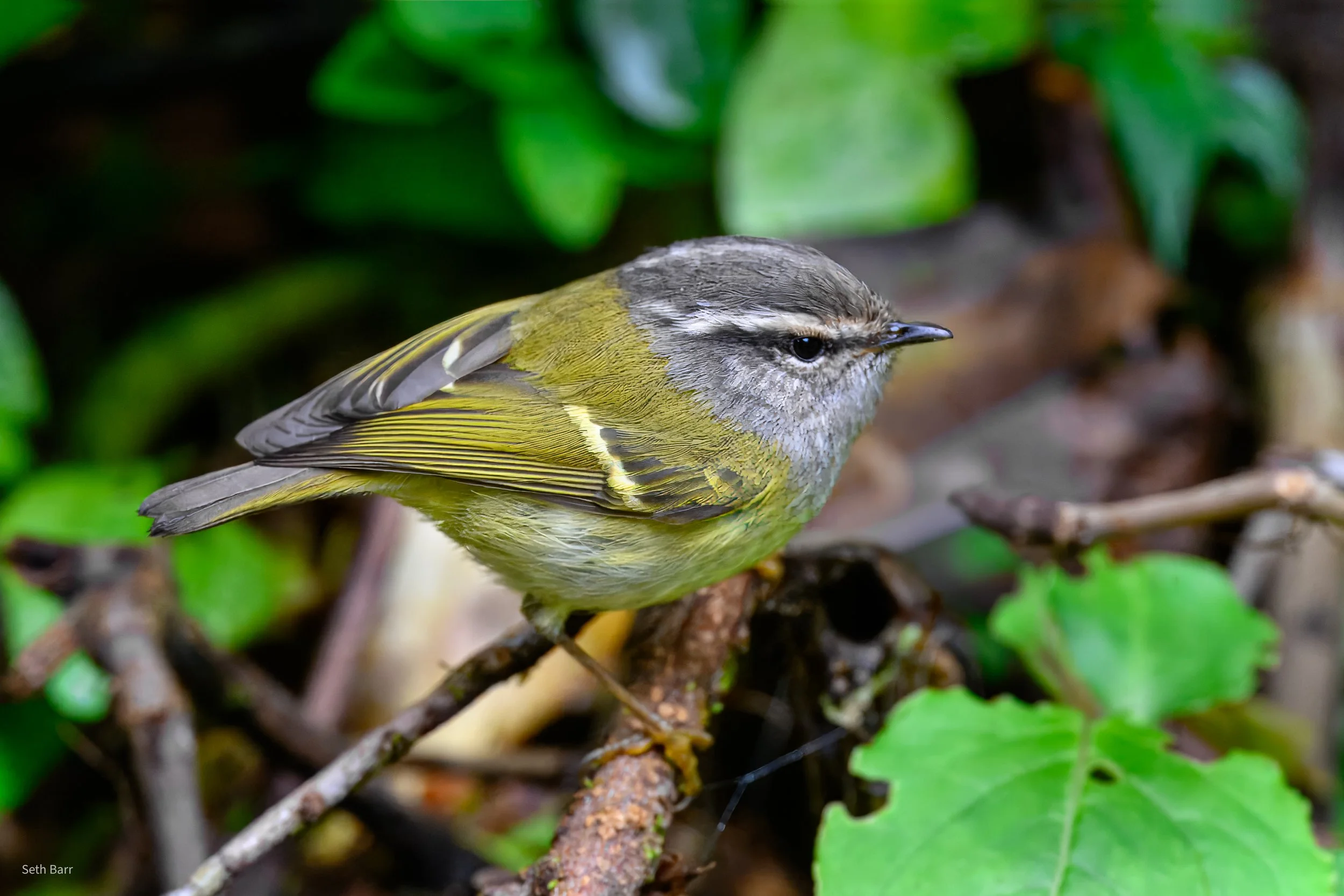 Ashy-Throated Warbler