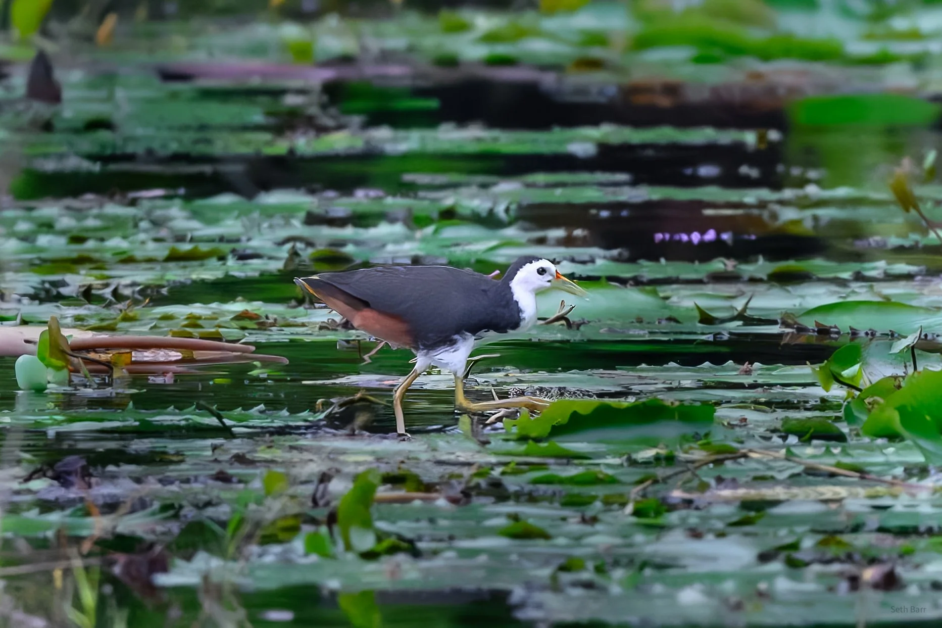 White-Breasted Waterhen
