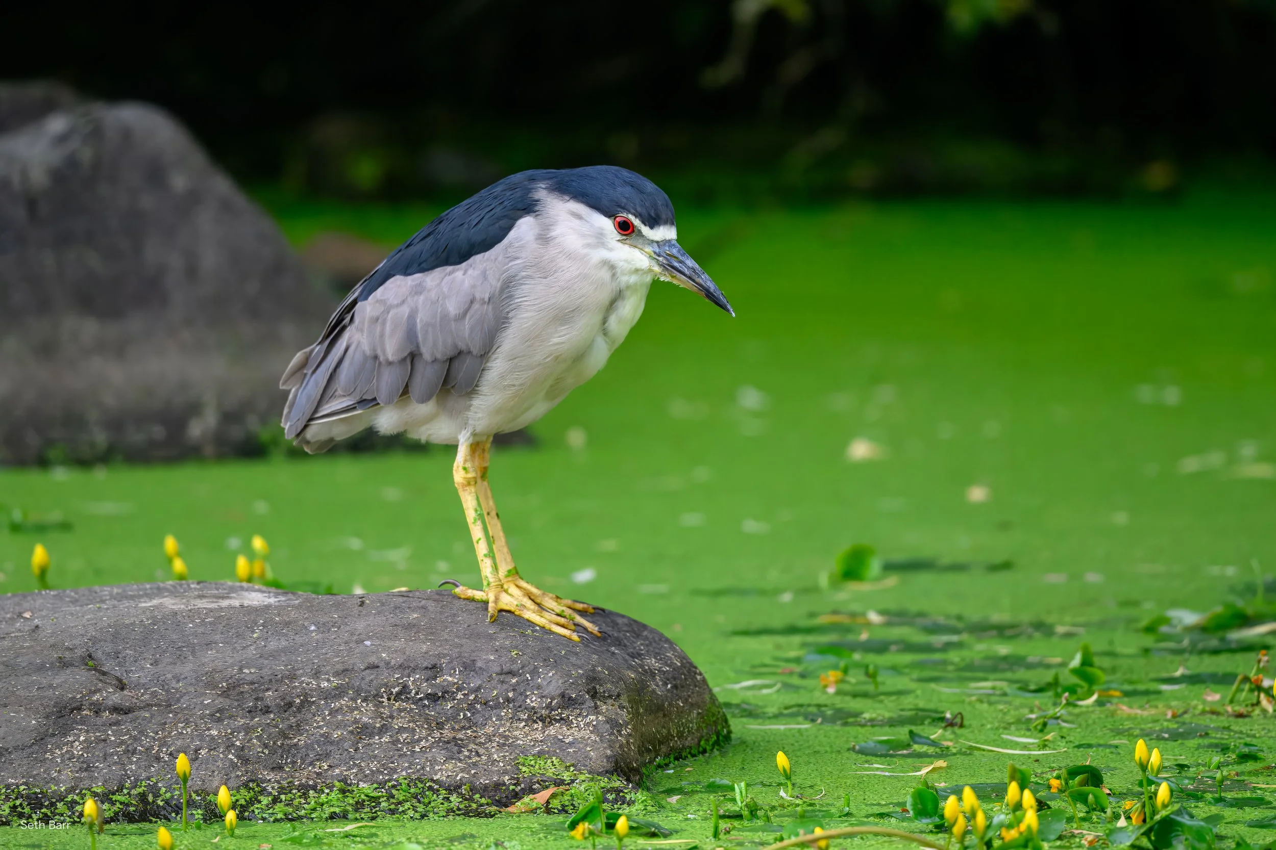 Black-Crowned Night Heron