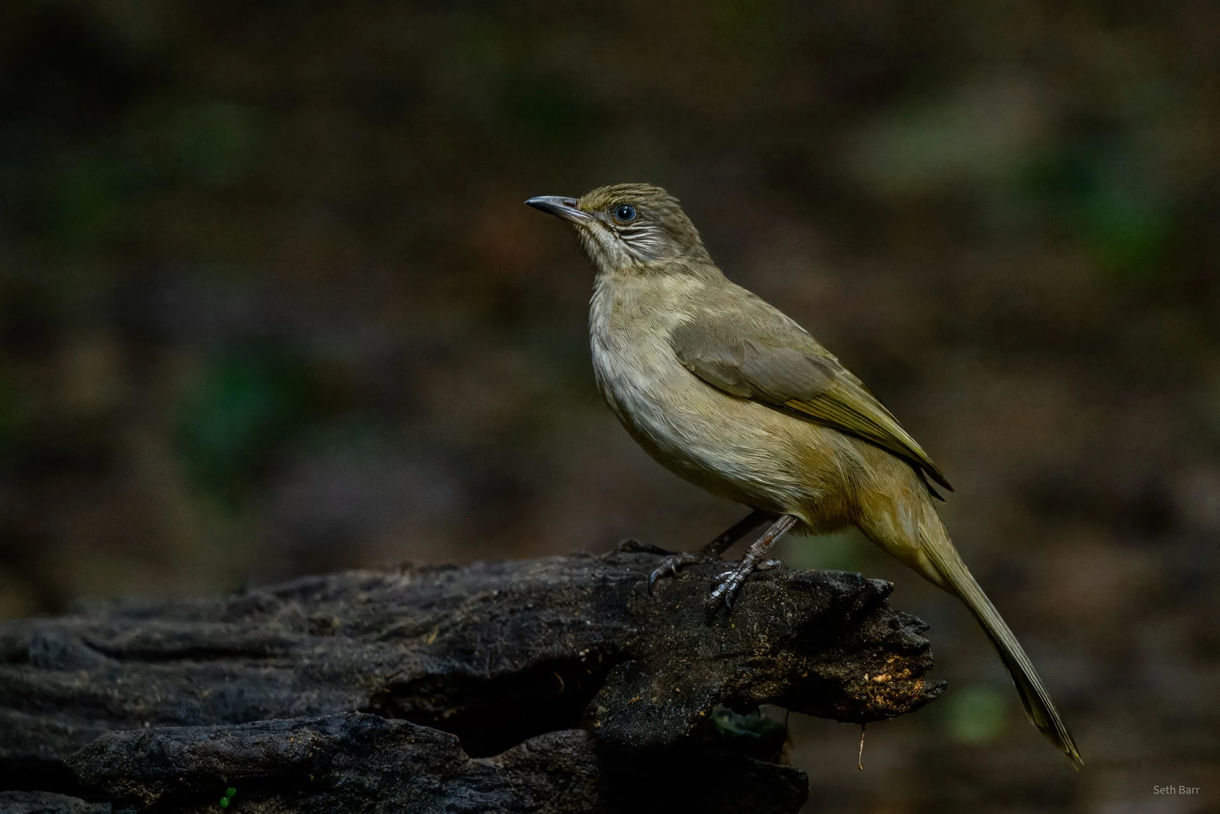 Streak-Eared Bulbul