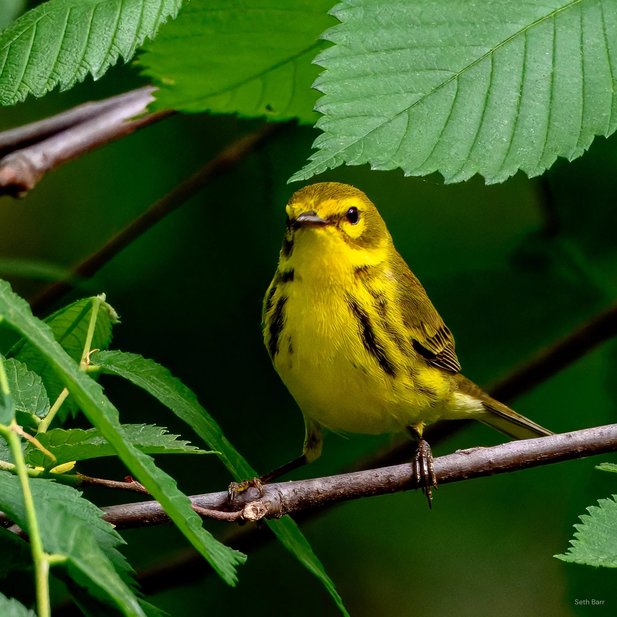 Prairie Warbler