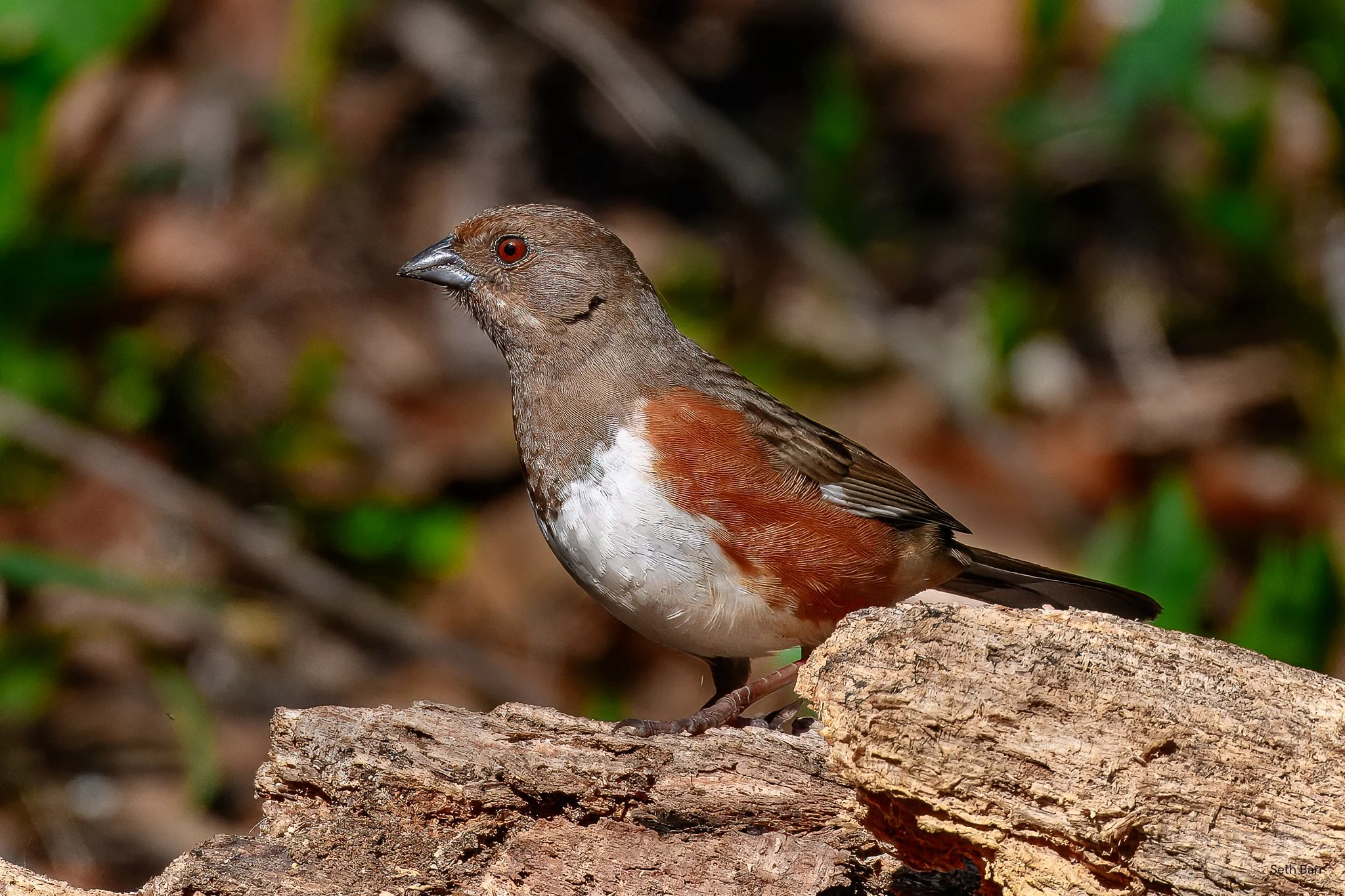 Eastern Towhee