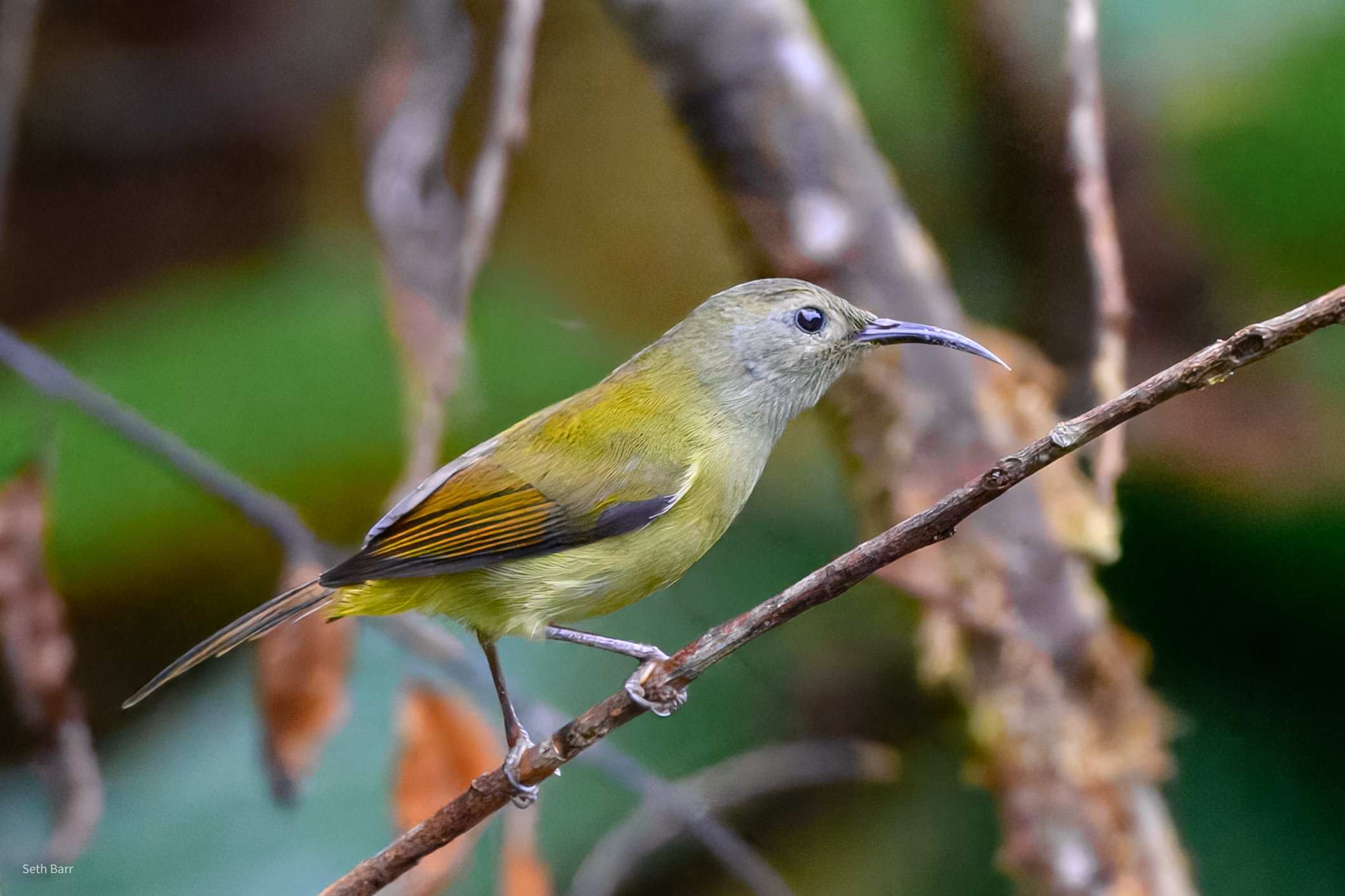 Mrs. Goulds Sunbird