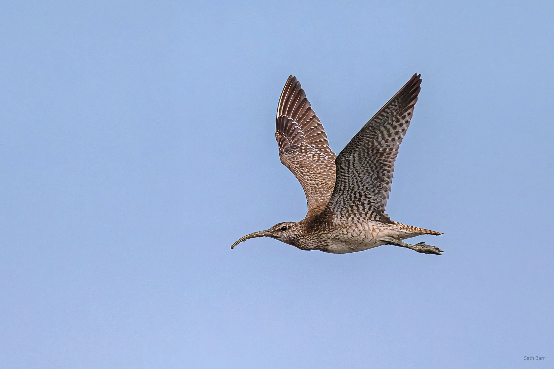Eurasian Whimbrel