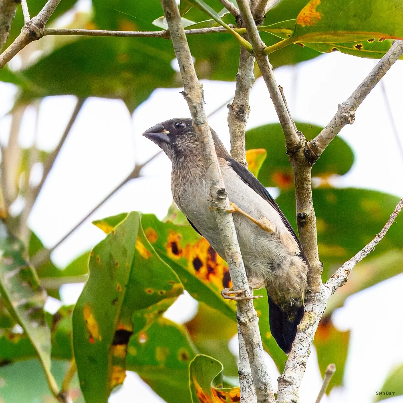 White-Rumped Munia