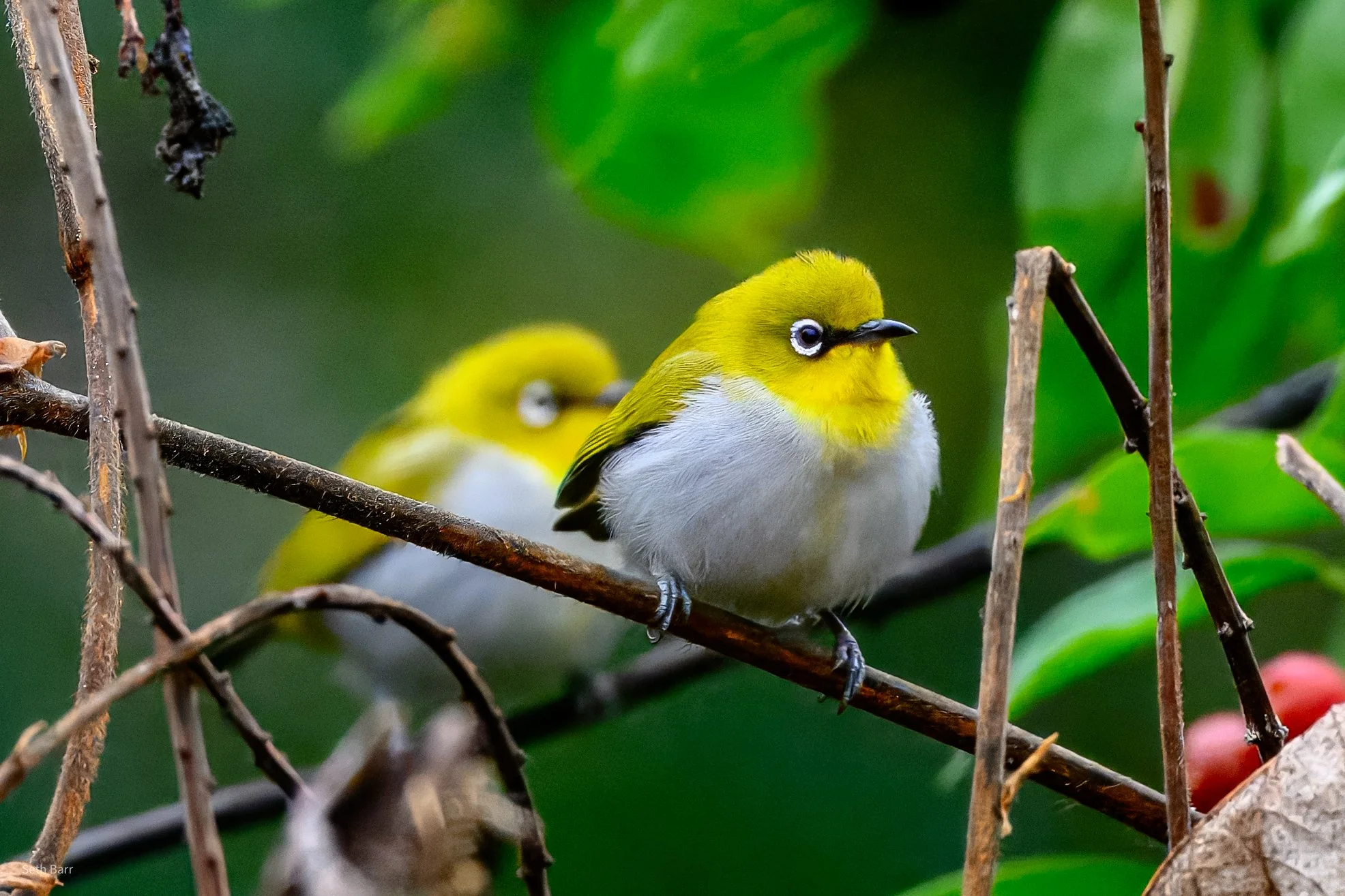 Indian White Eye