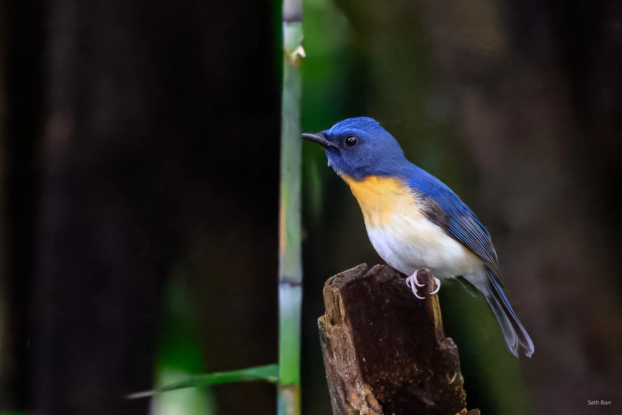 Hill Blue Flycatcher