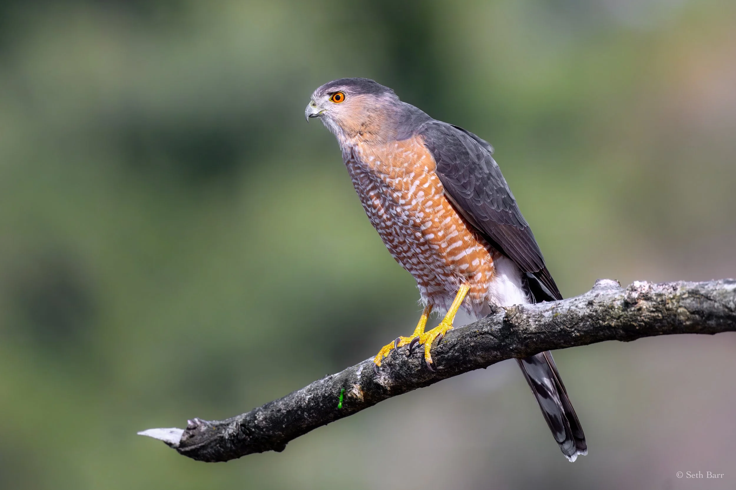 Cooper's Hawk