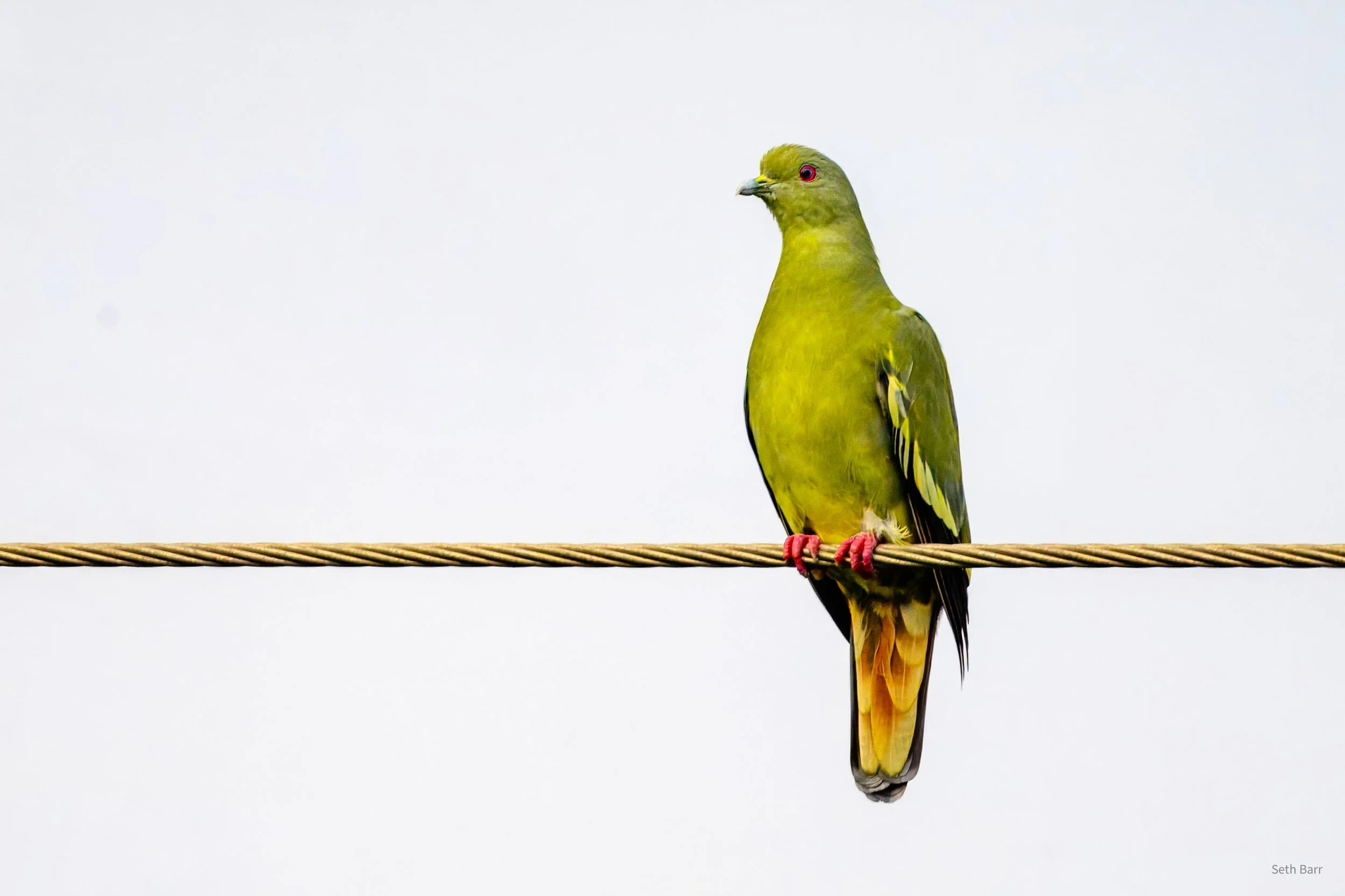 Pink Necked Green Pigeon