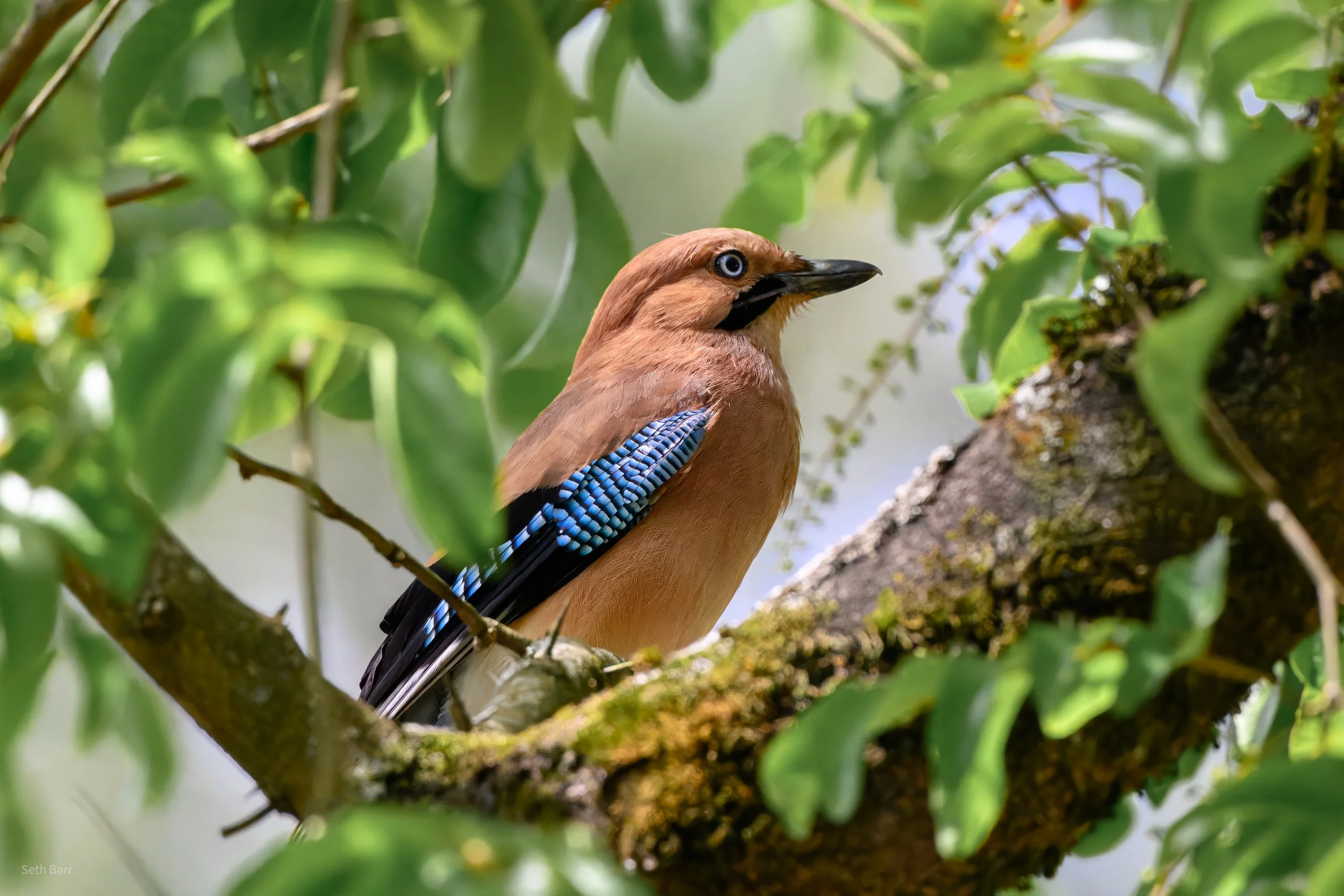 Eurasian Jay - Shaanxi Province