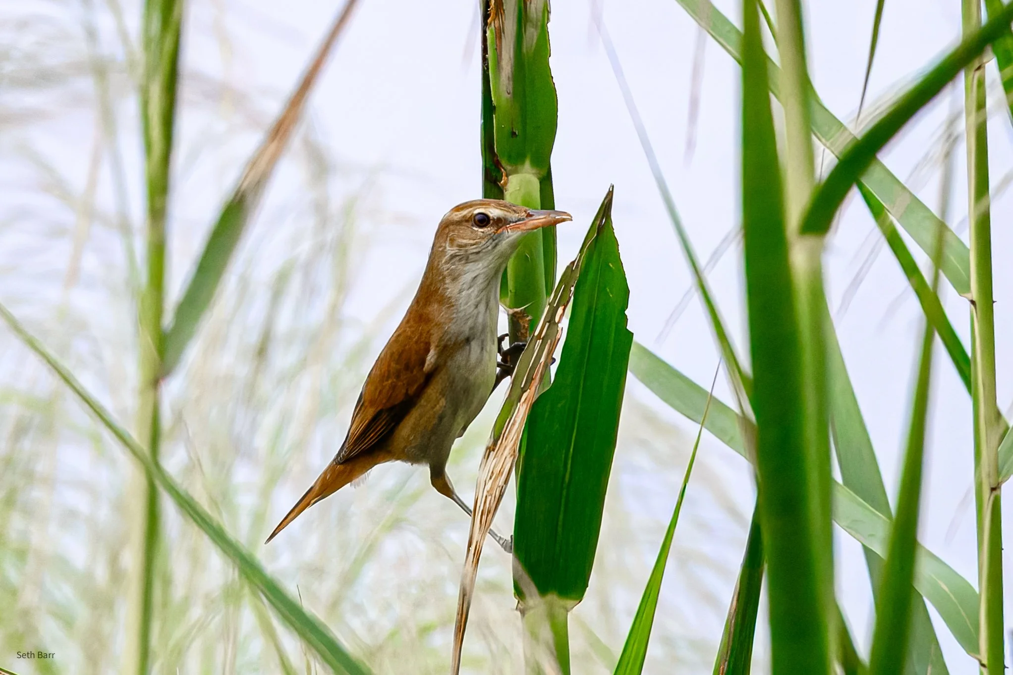 Oriental Reed Warbler