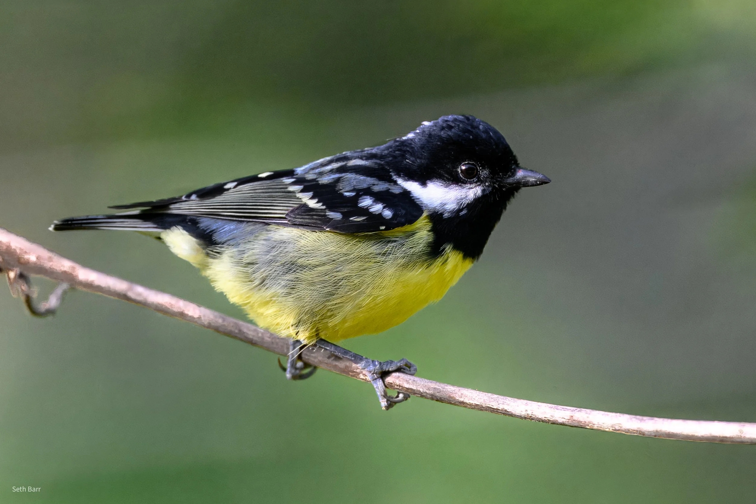 Yellow Bellied Tit - Shaanxi Province