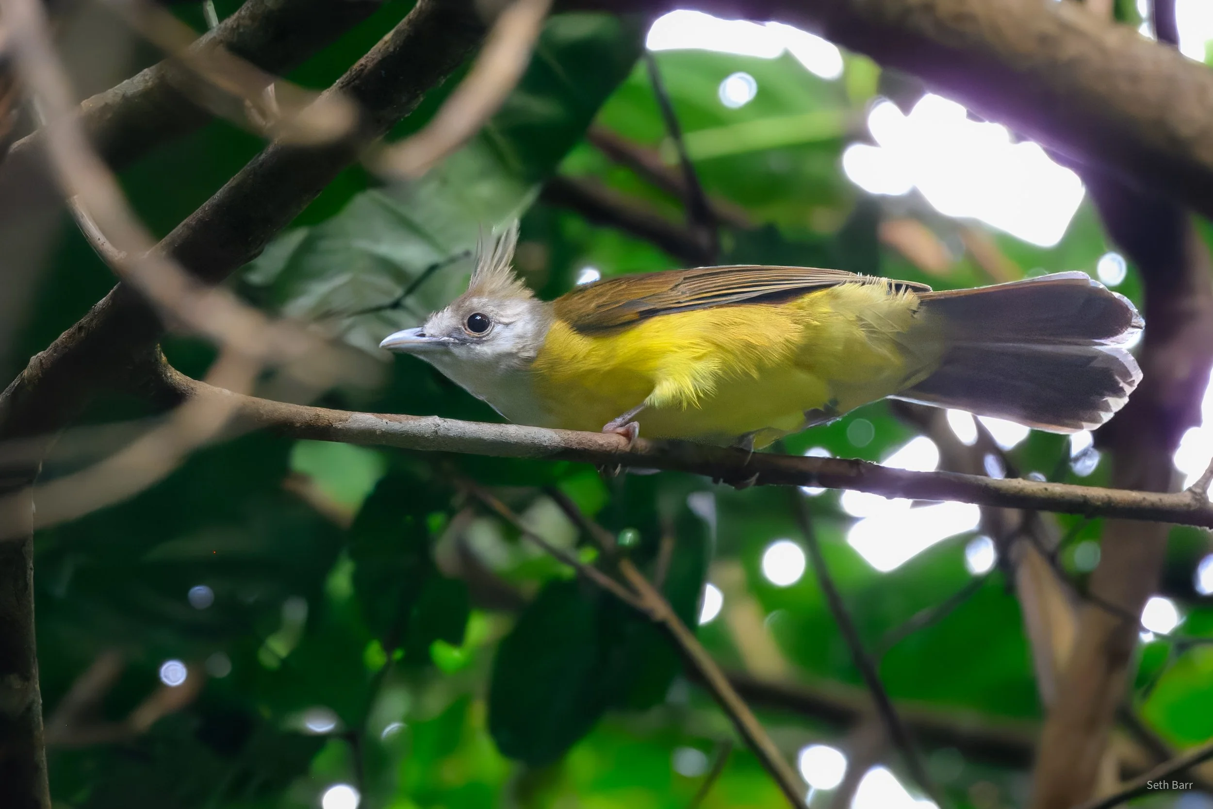 White-Throated Bulbul