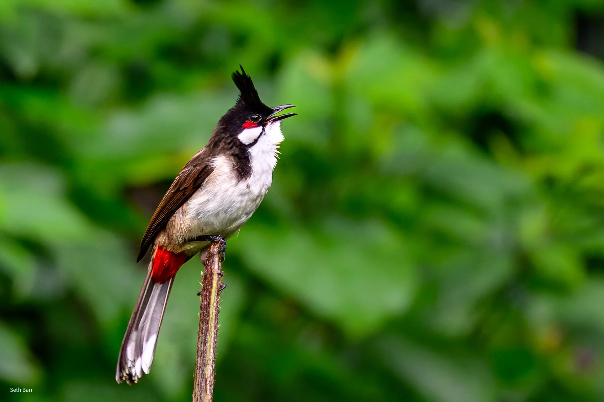 Red-Whiskered Bulbul