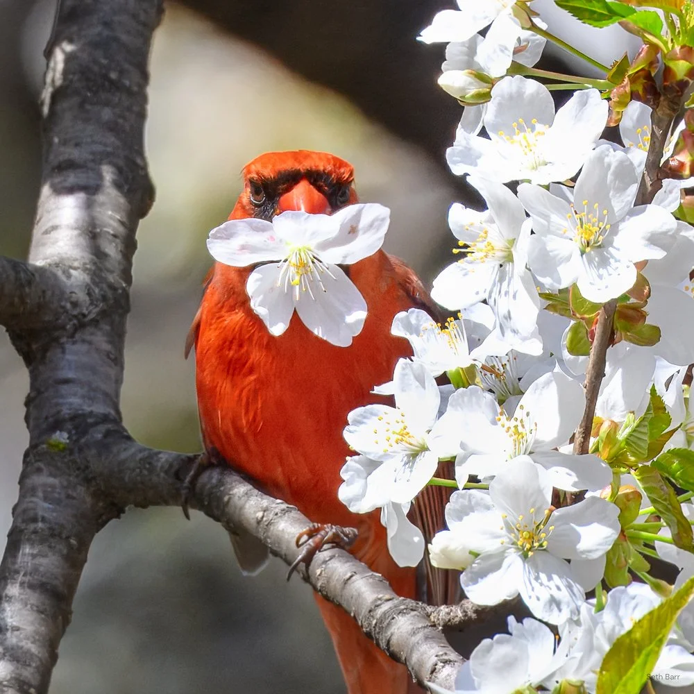 Northern Cardinal