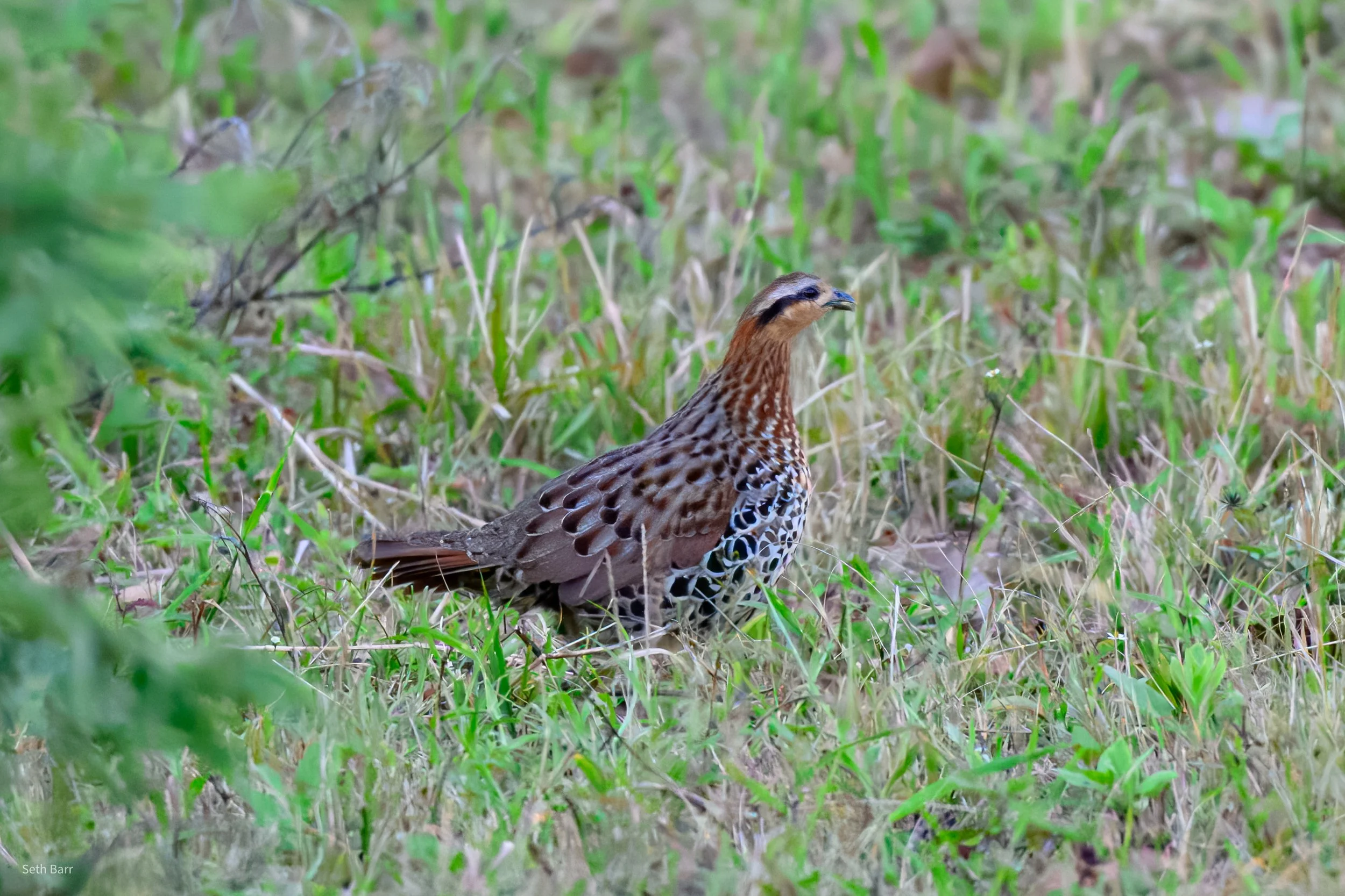 Mountain Bamboo Partridge