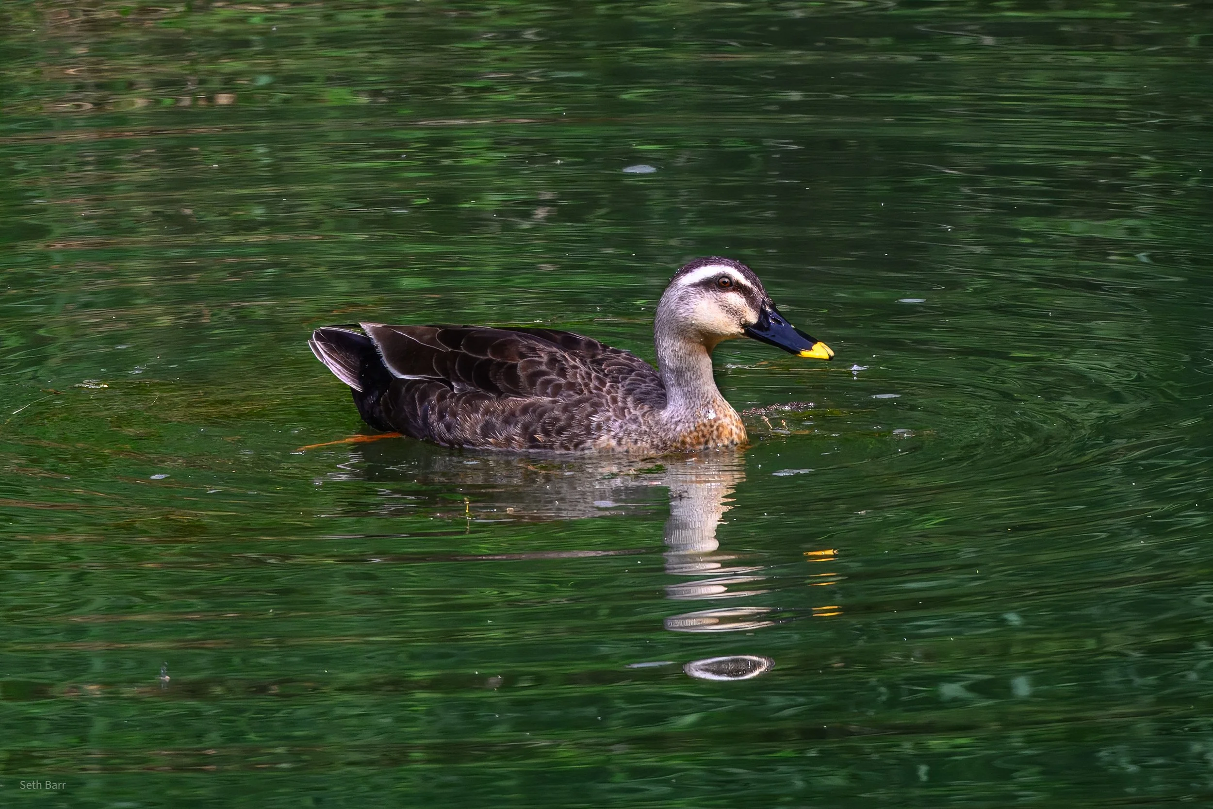 Eastern Spot-Billed Duck - Shaanxi Province