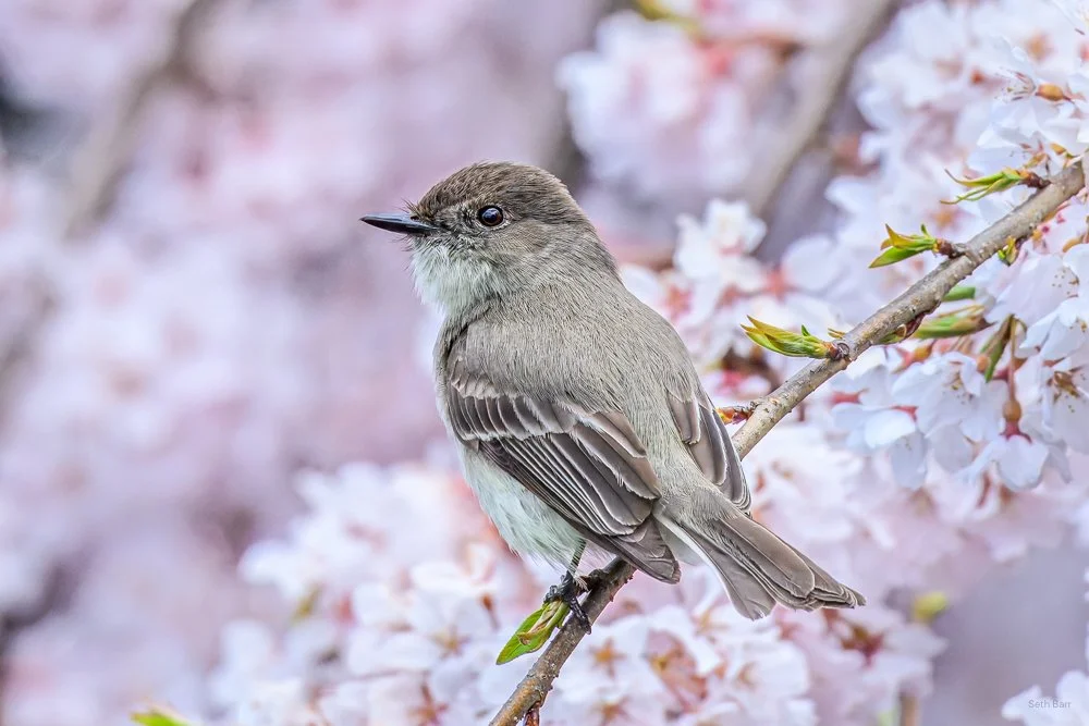 Eastern Phoebe 