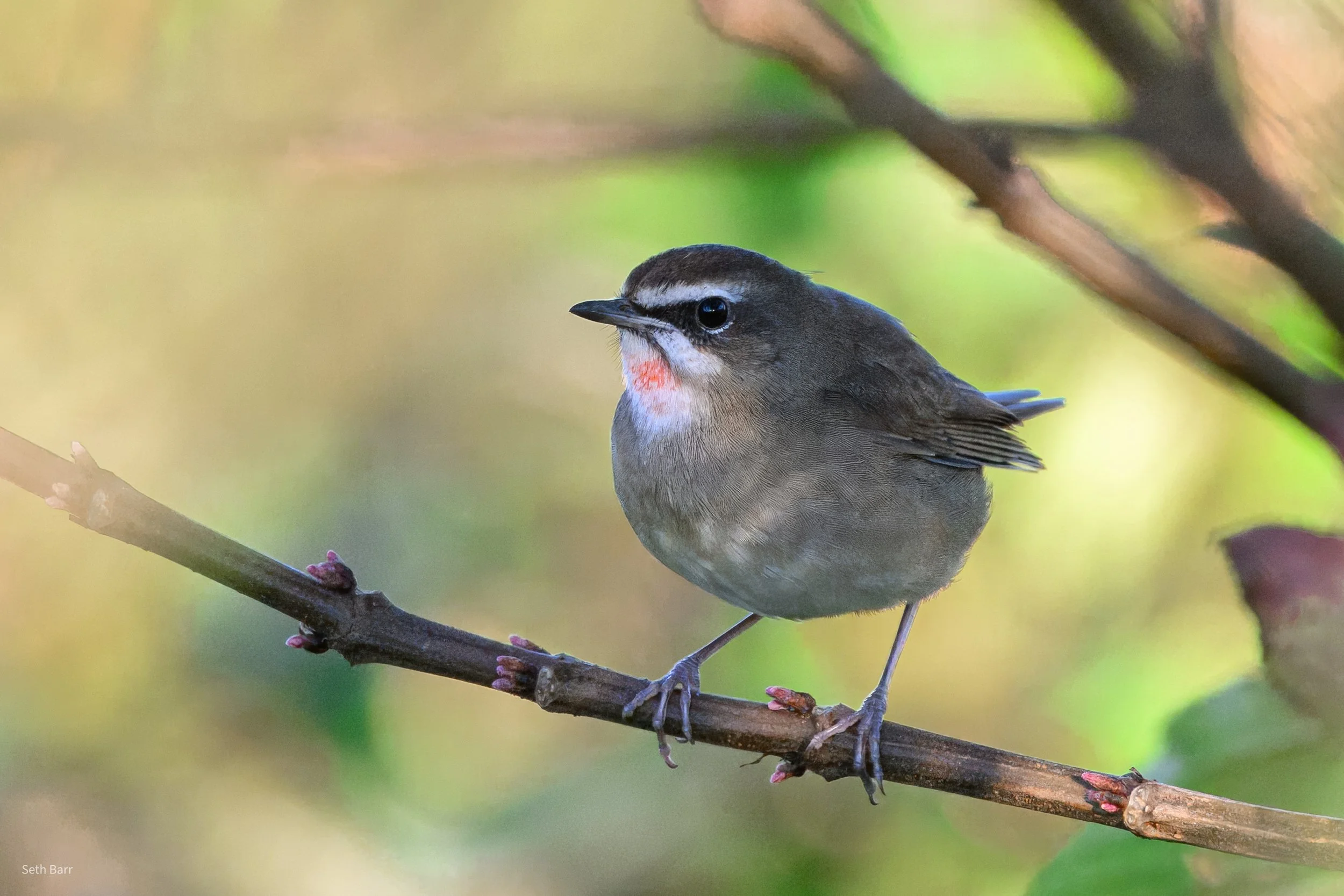 Siberian Rubythroat