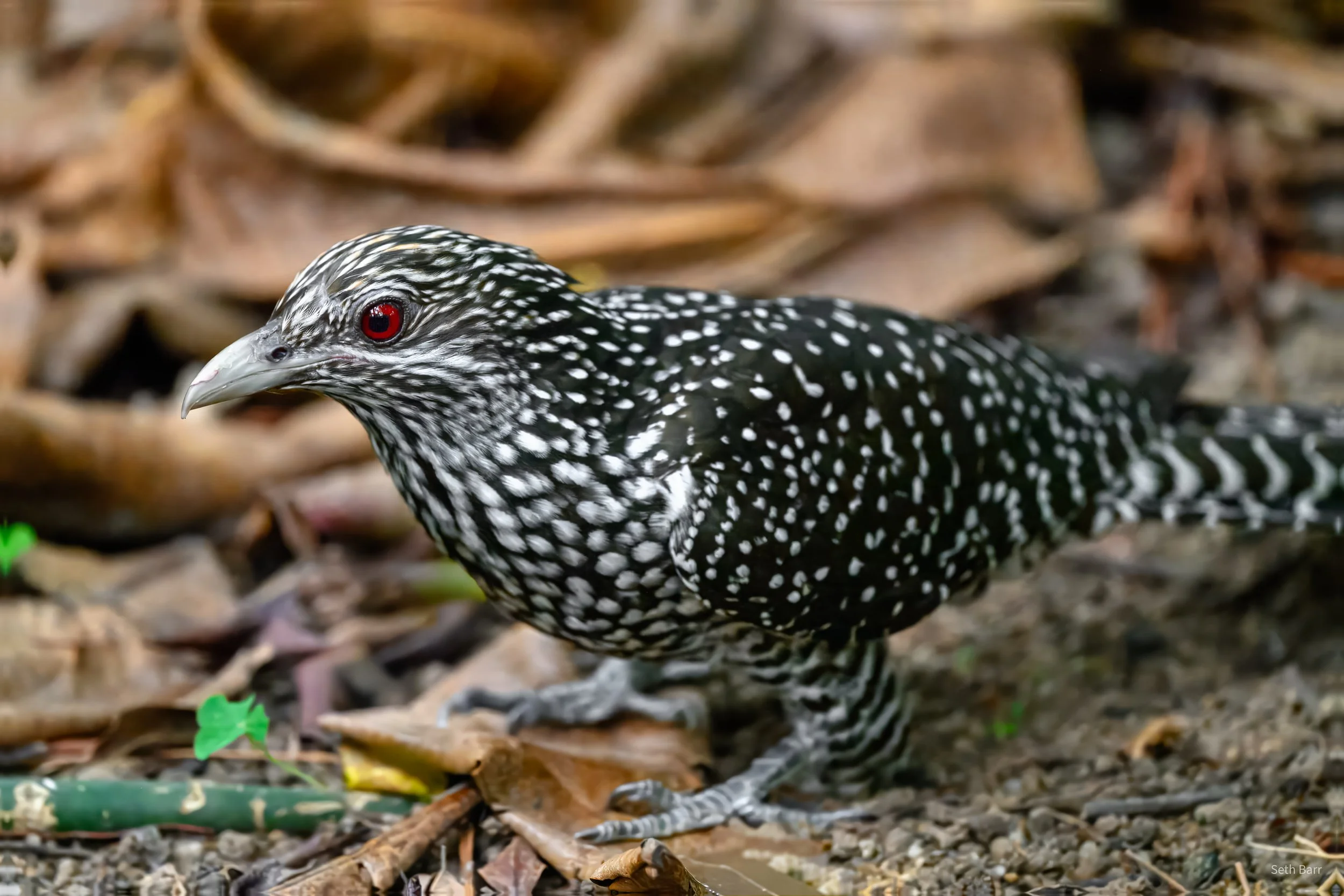 Asian Koel - Hong Kong