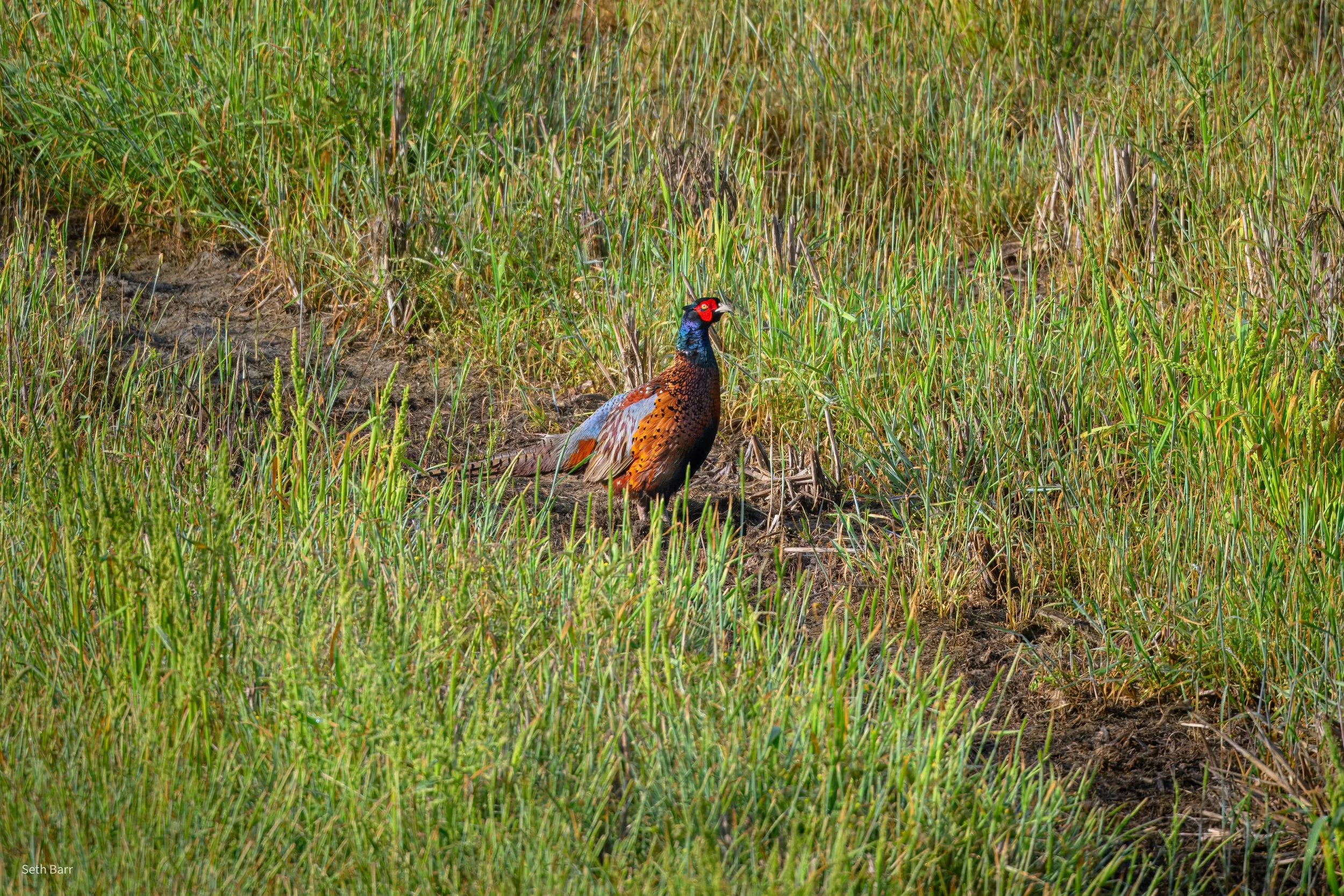 Common Pheasant - Shaanxi Province