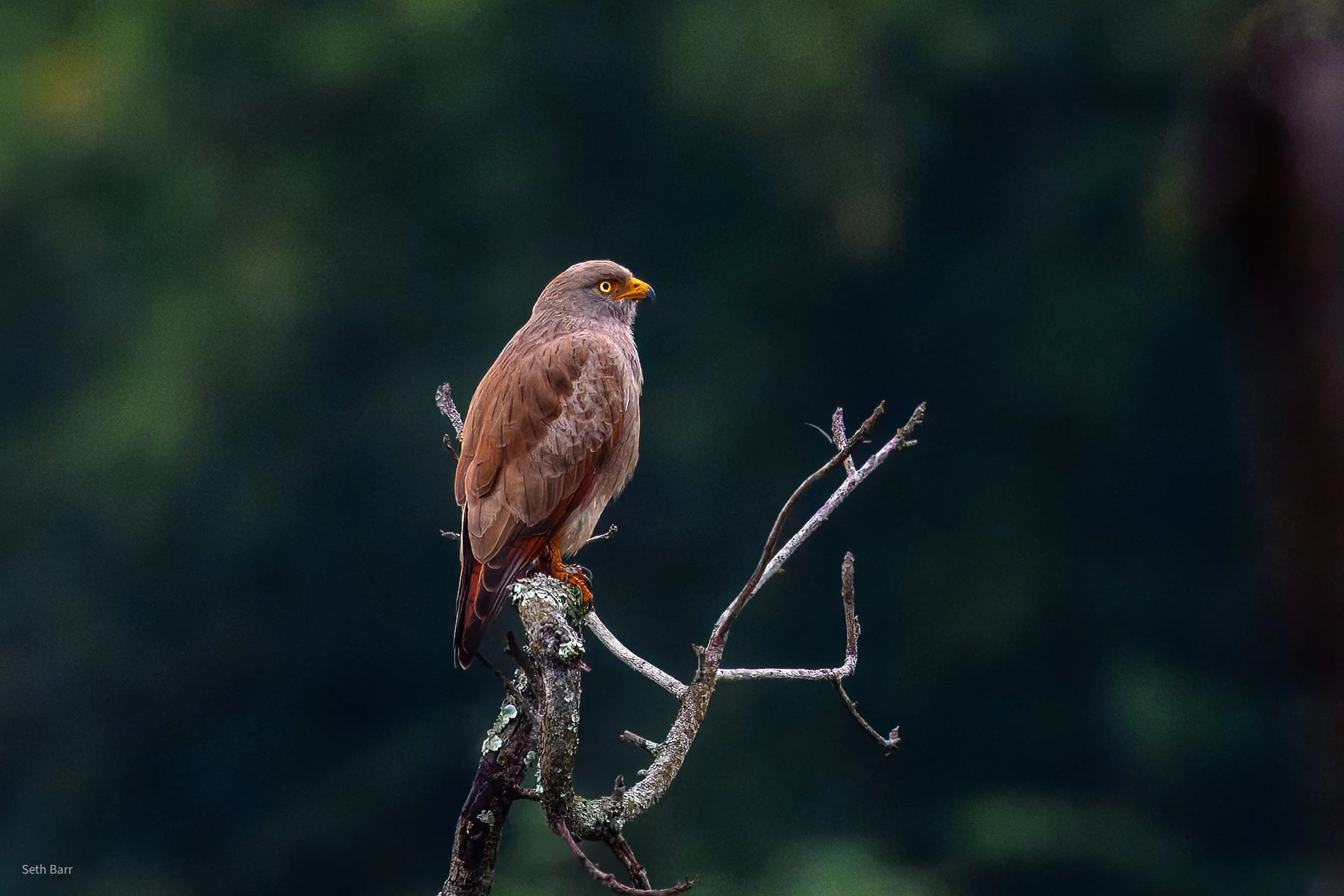 Rufous-Winged Buzzard