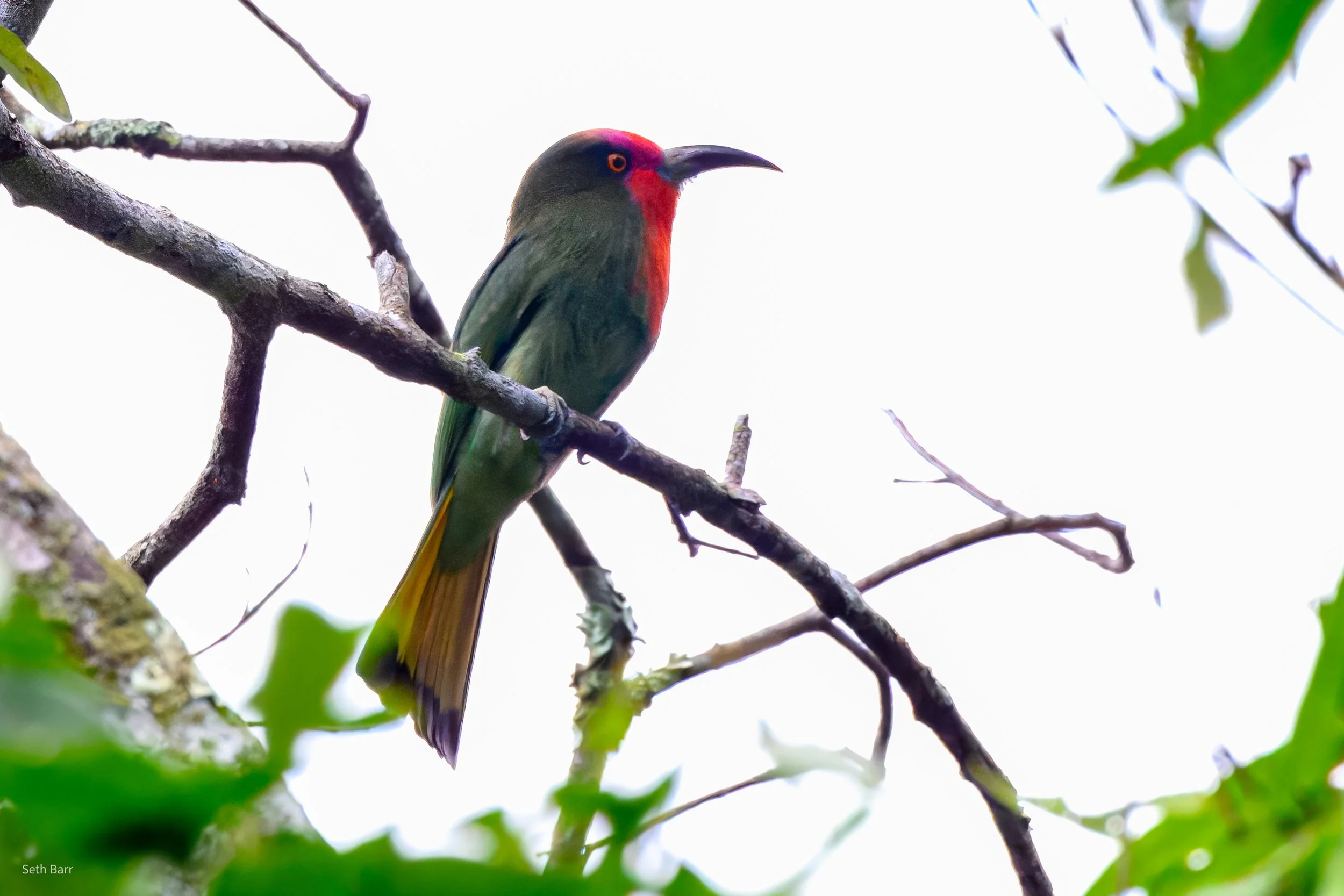 Red-Bearded Bee Eater