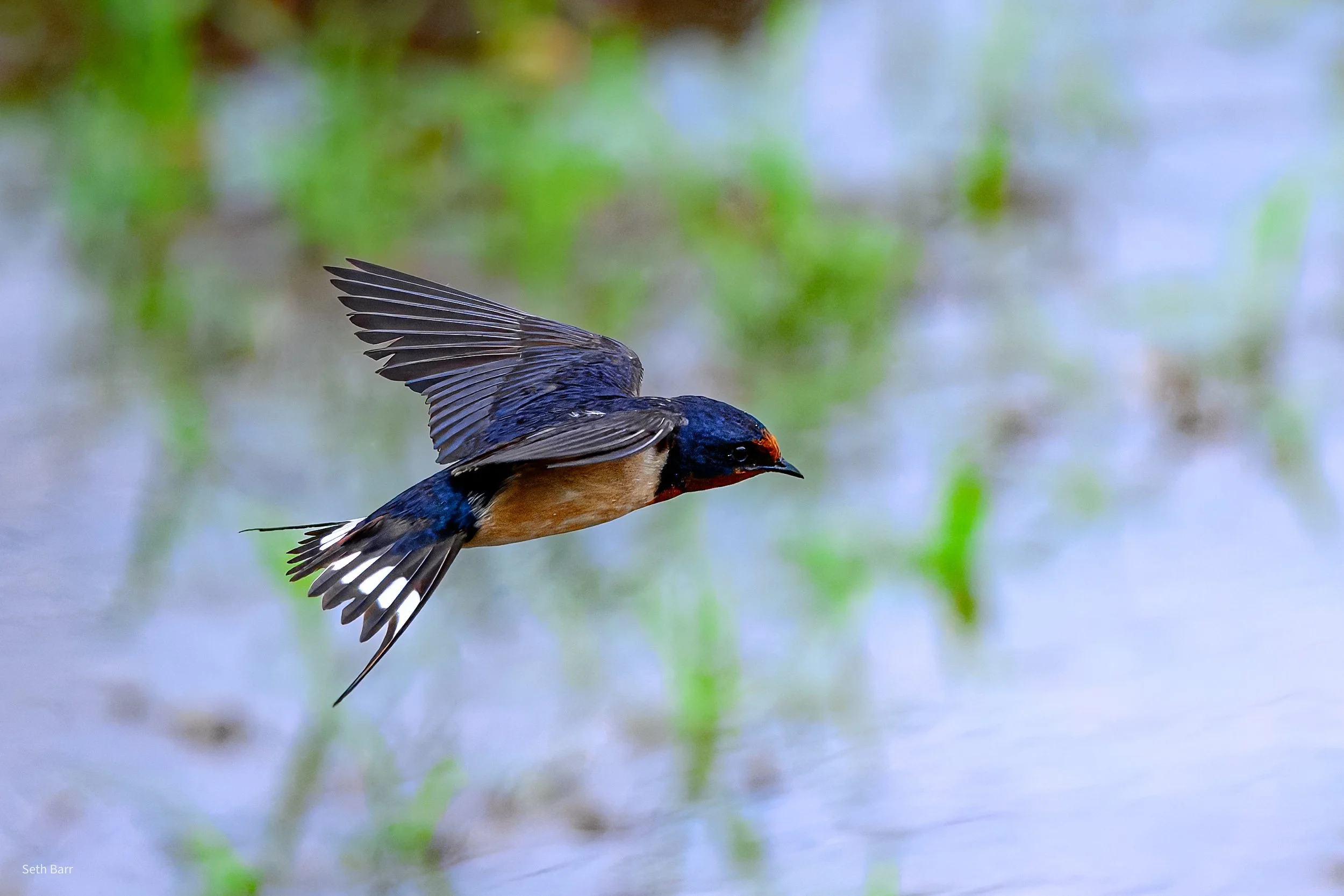 Barn Swallow