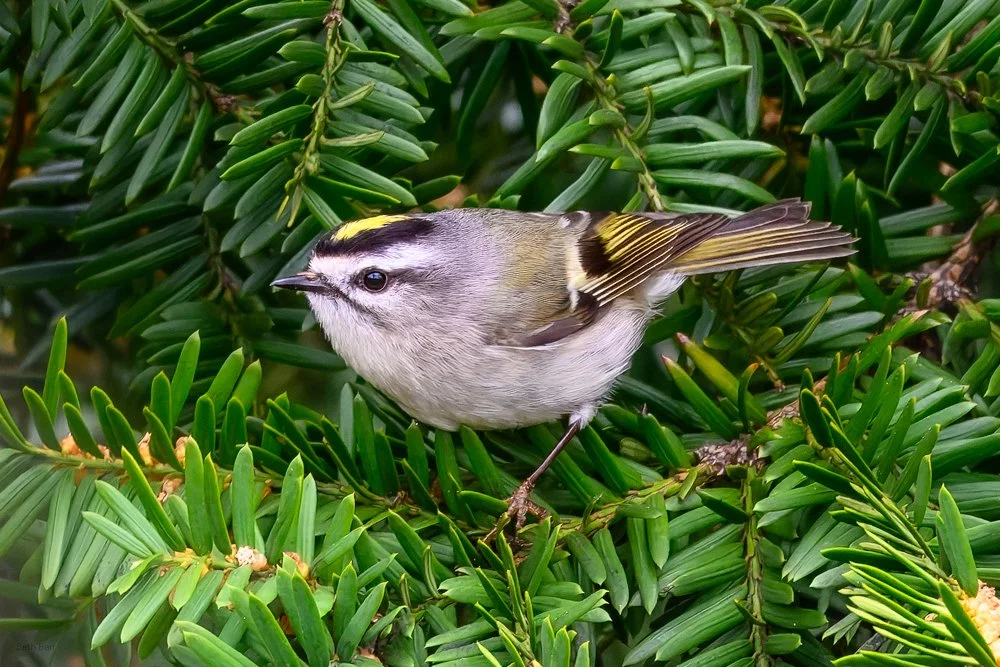 Golden-Crowned Kinglet
