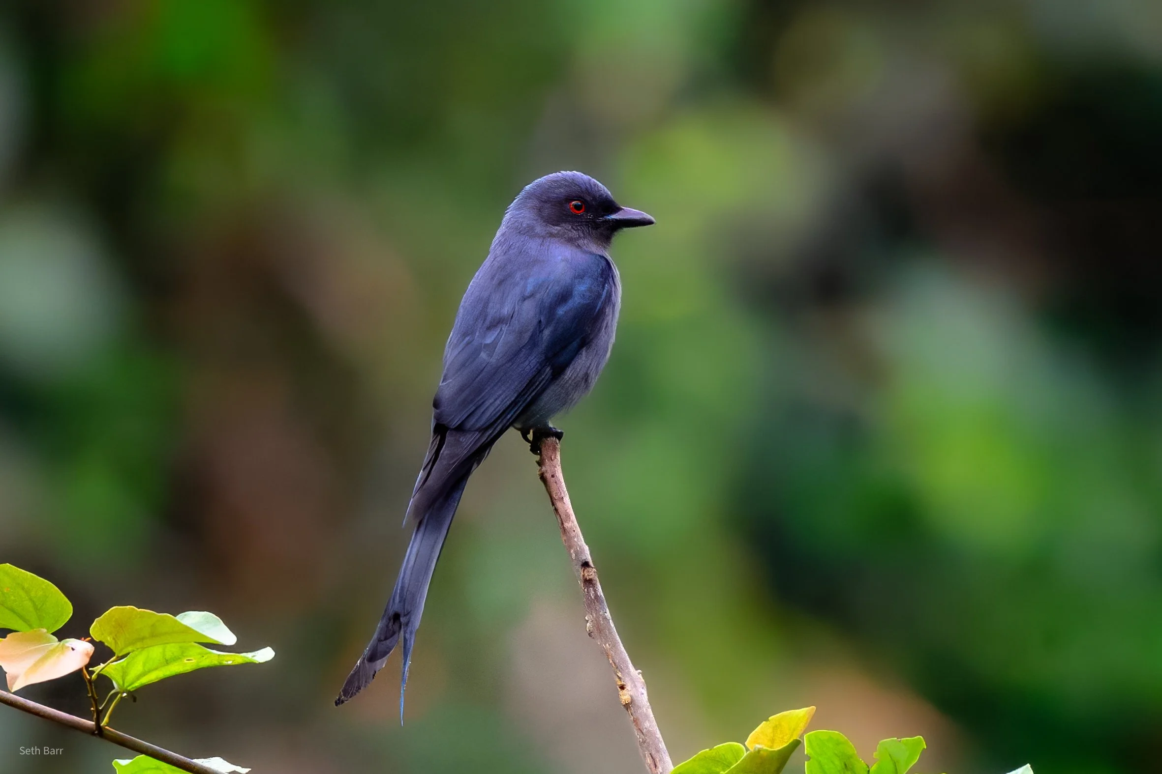 Ashy Drongo