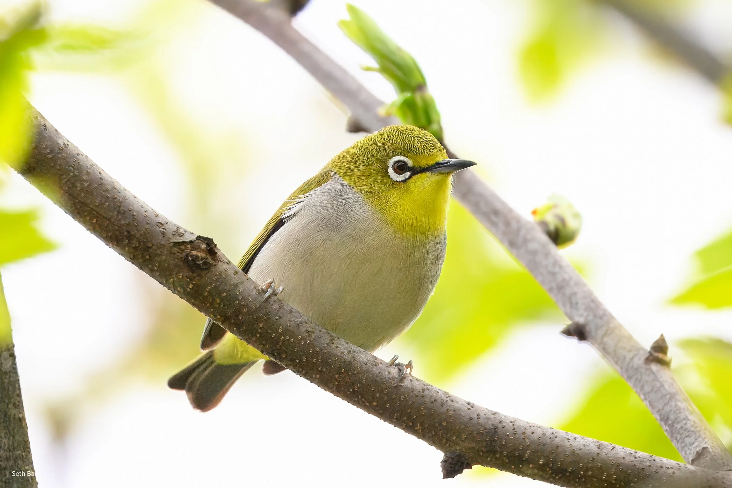 Swinhoe's White-Eye - Shaanxi Province