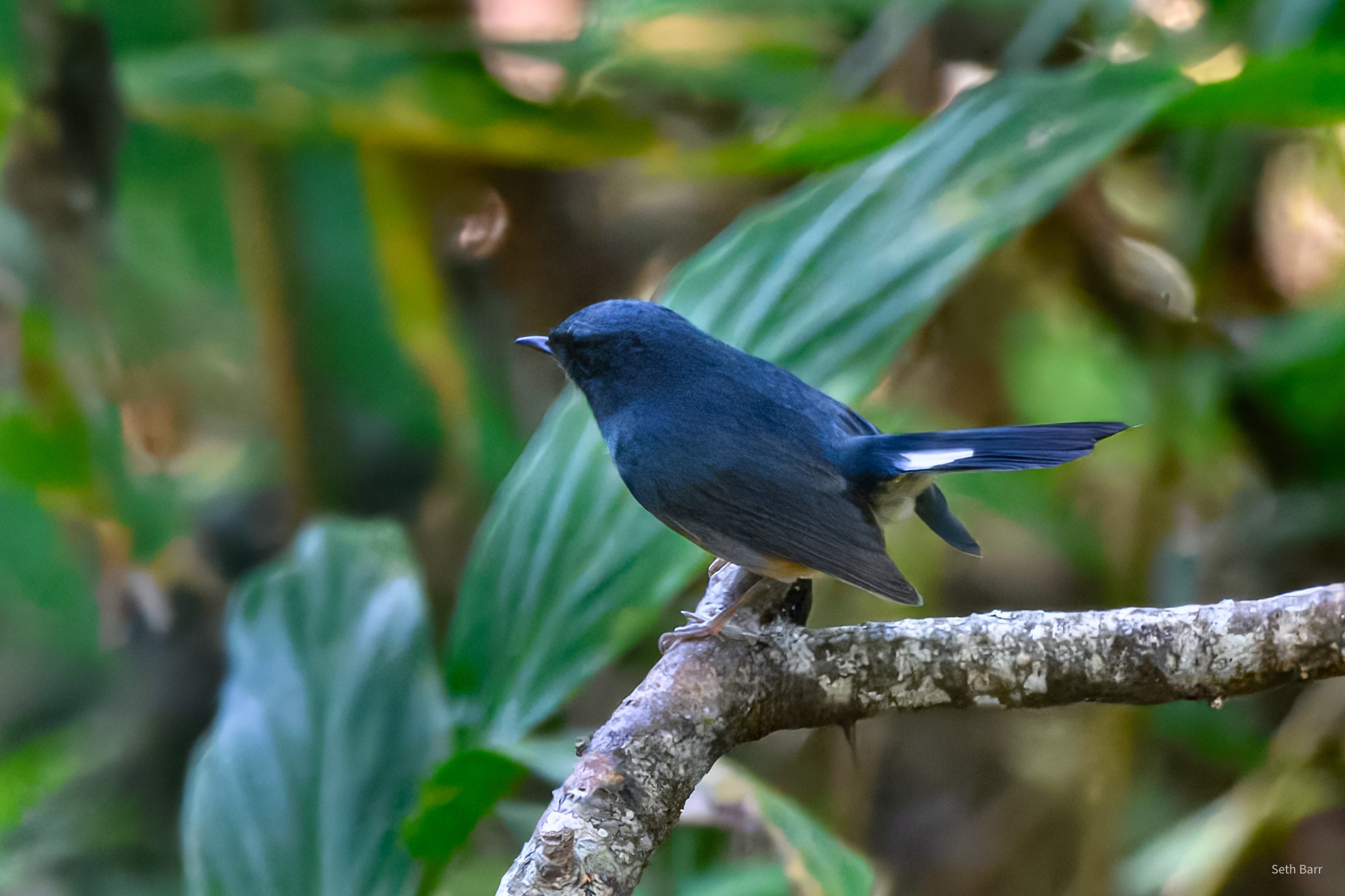 Slaty-Blue Flycatcher