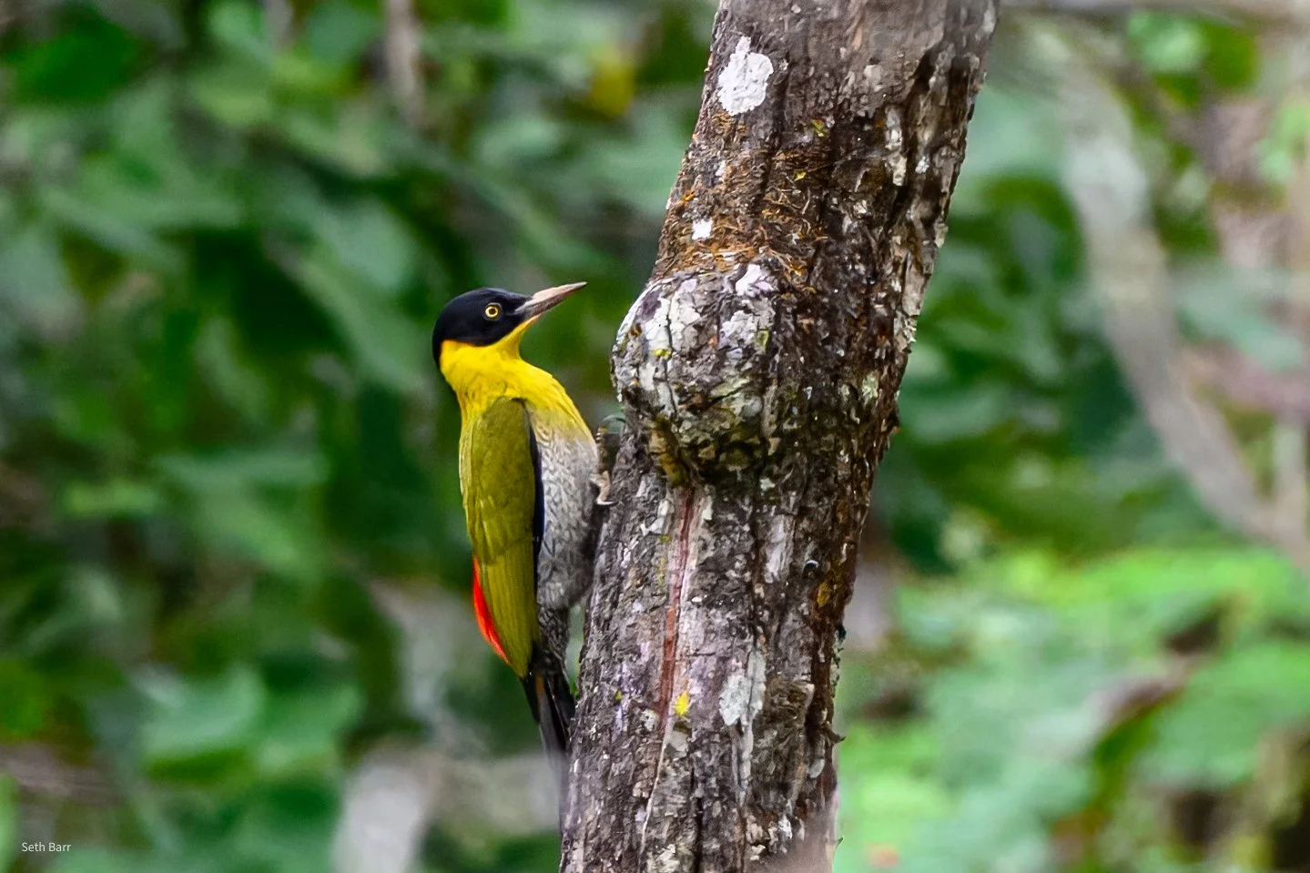 Black-Headed Woodpecker