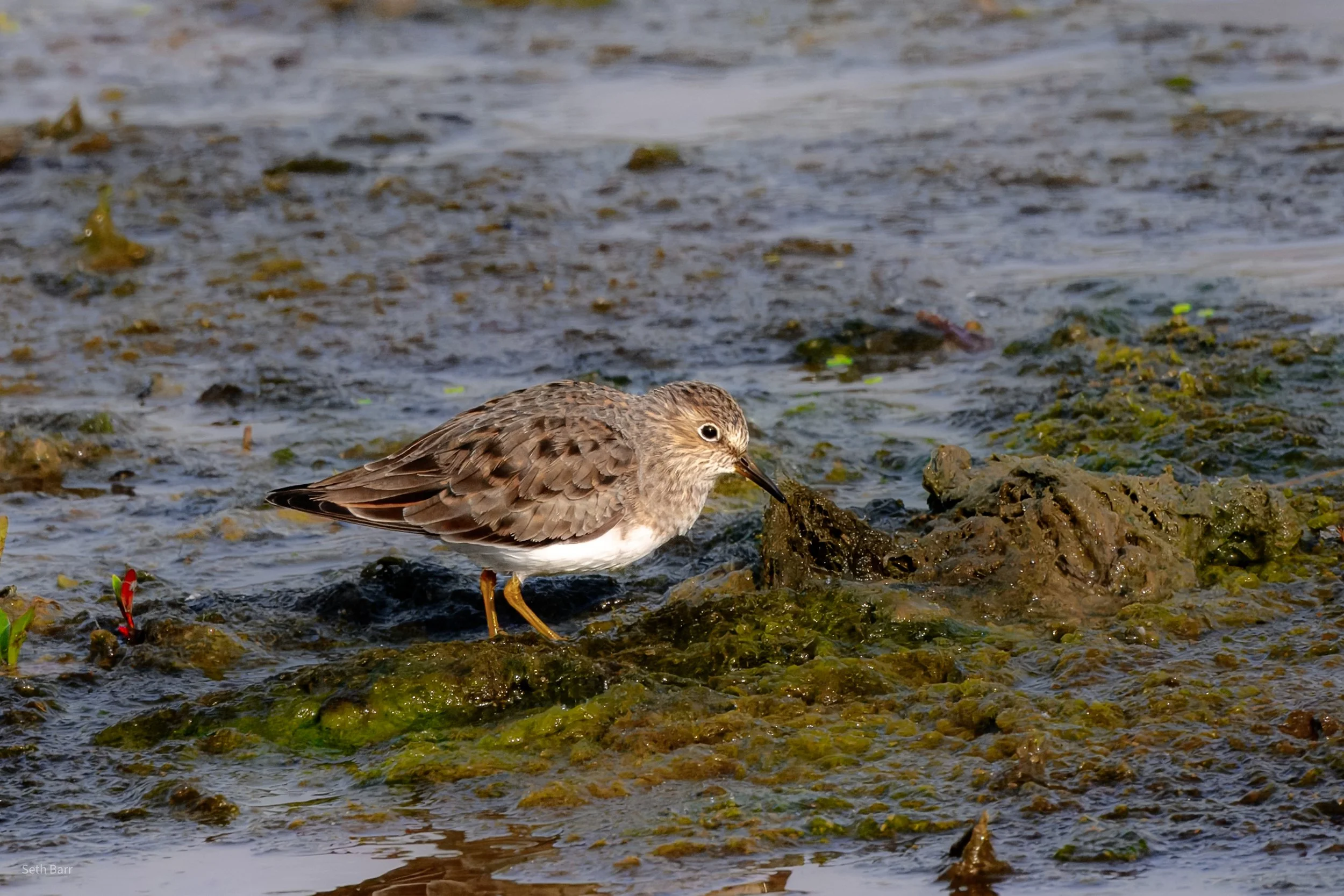 Temminck's Stint - Temmink's Stint