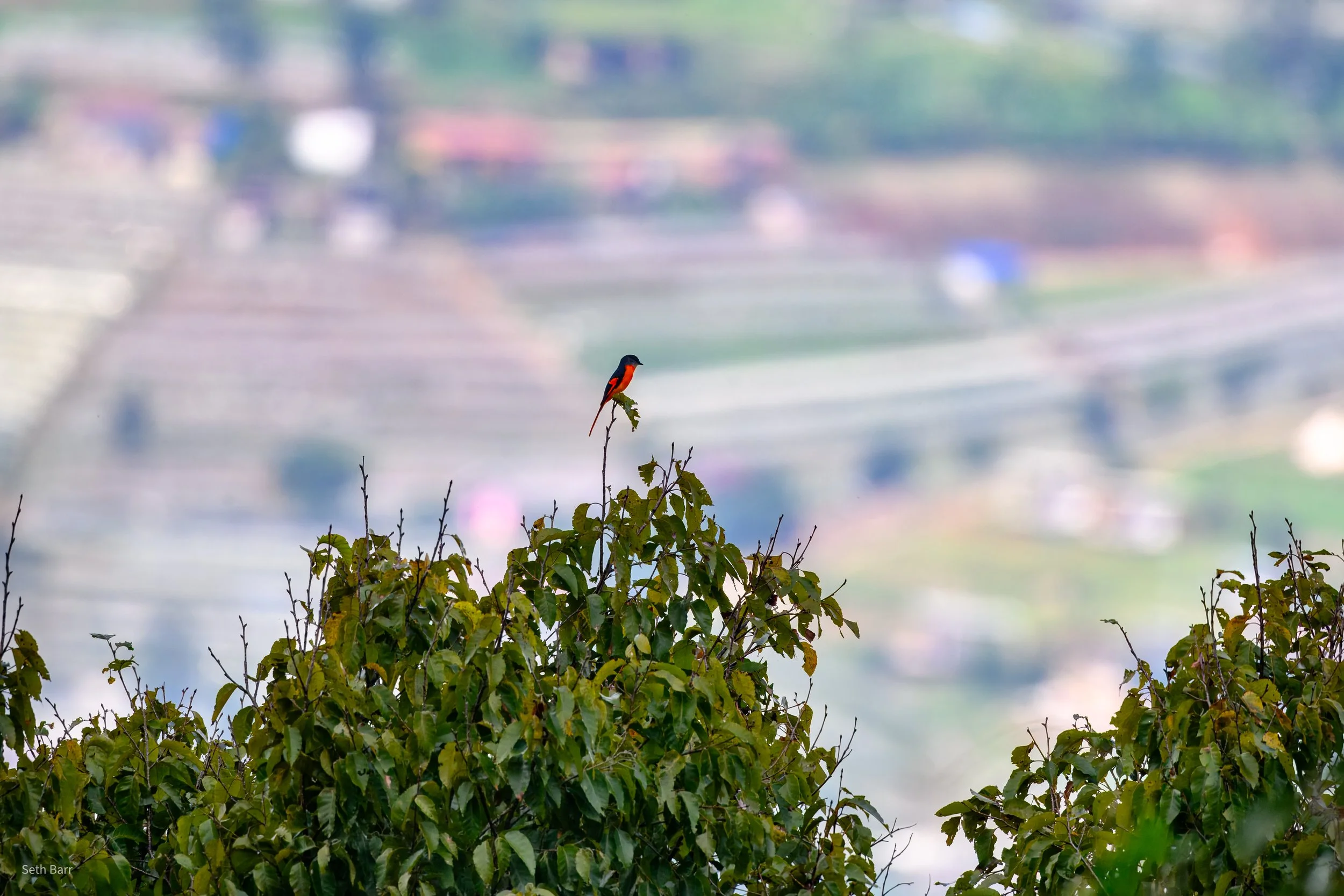 Gray_Chinned_Minivet_Nov_13_2025_Thailand.jpg