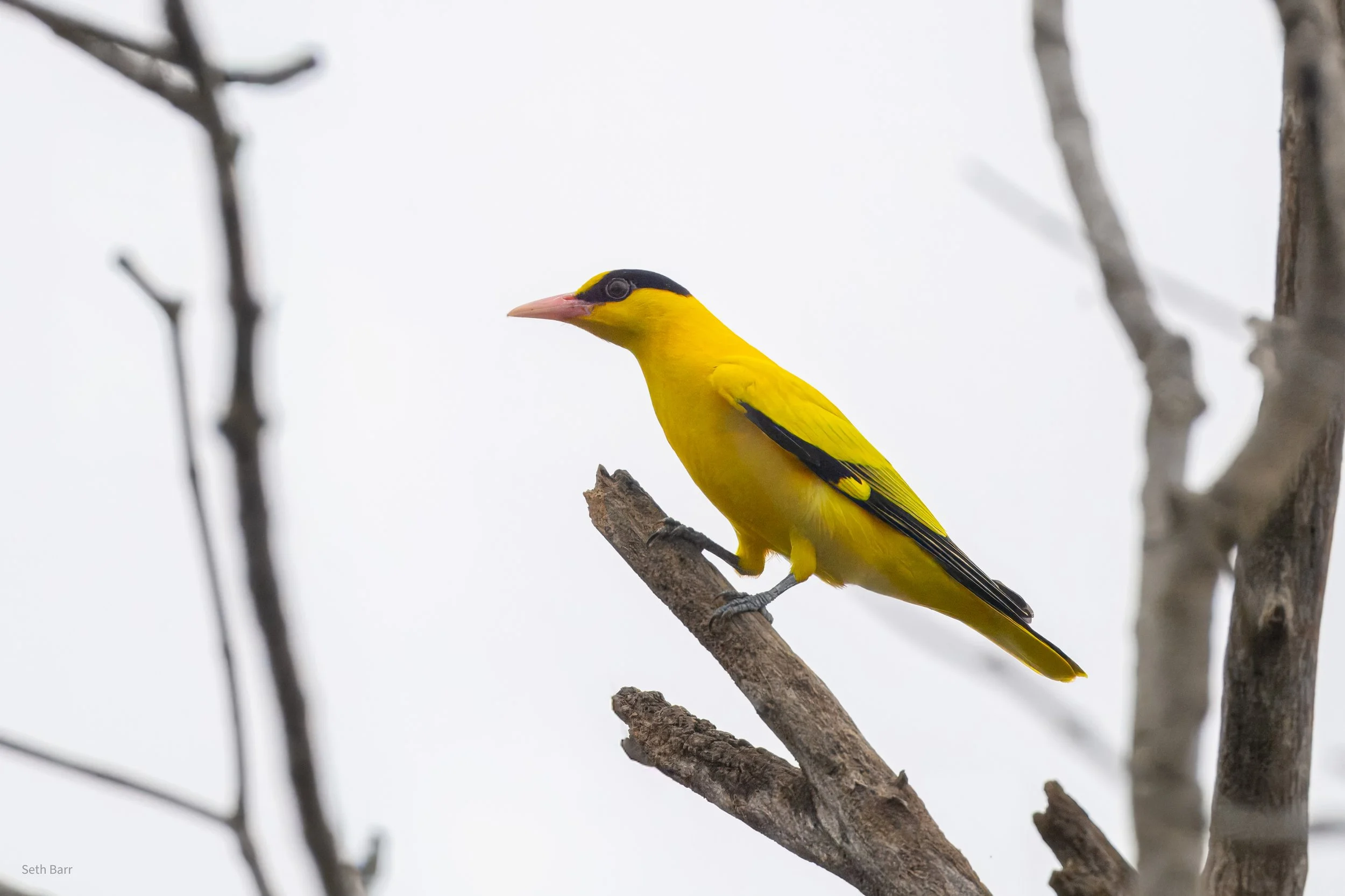 Black-Naped Oriole 